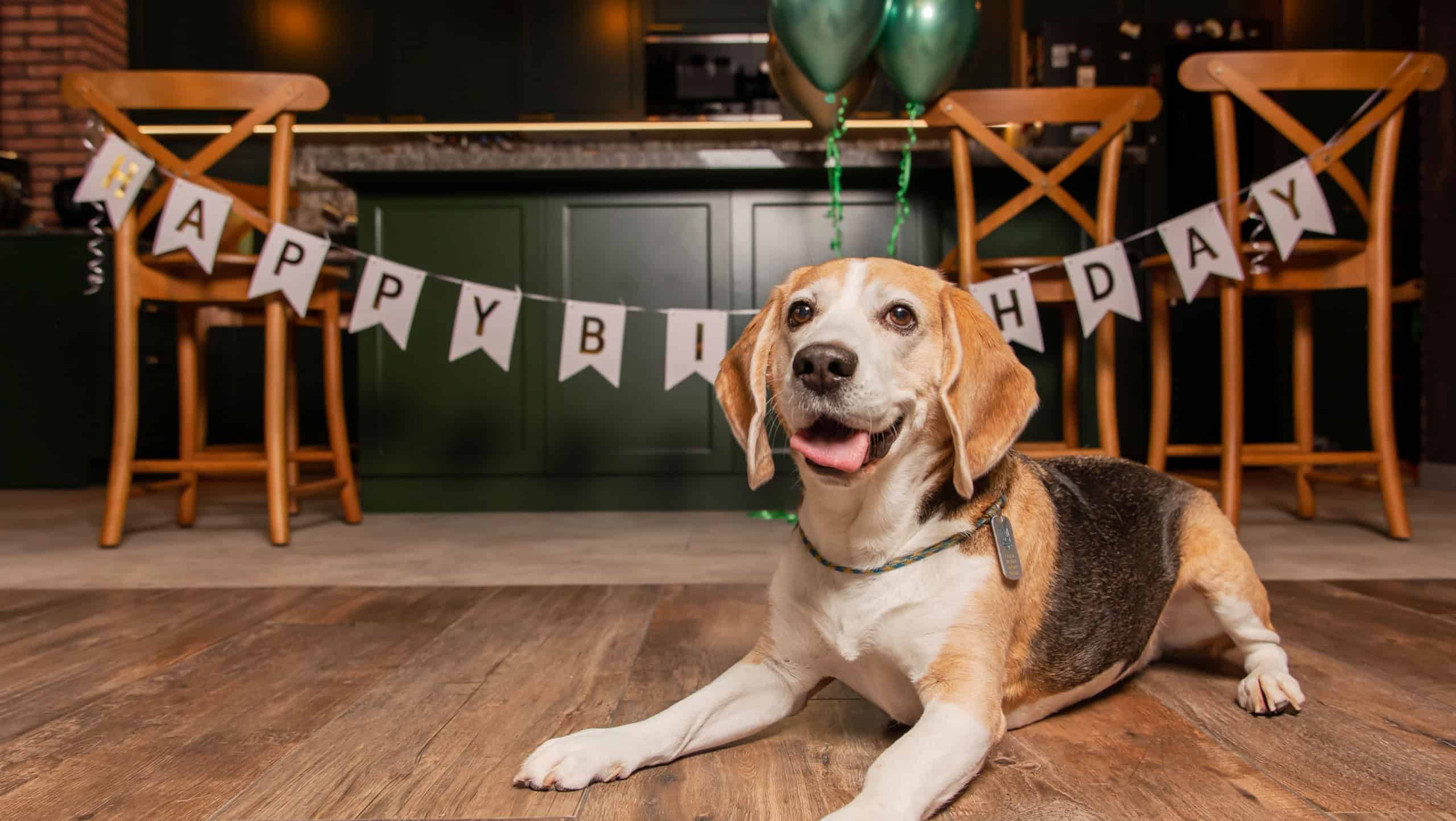 Dog Happy Birthday Party. Beagle dog breed. Happy dog. Dog party at home
