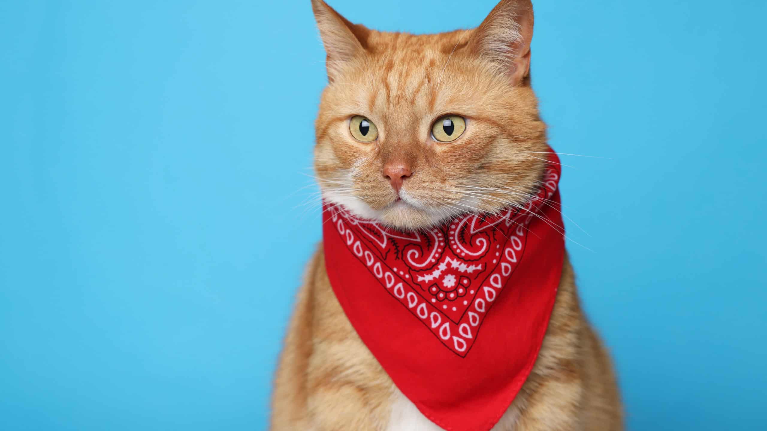 Cute ginger cat with bandana on light blue background, space for text. Adorable pet