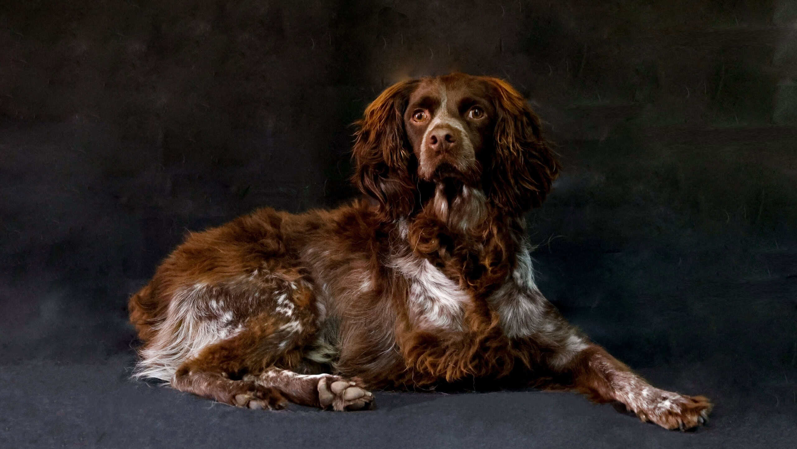 A closeup shot of a beautiful Boykin Spaniel