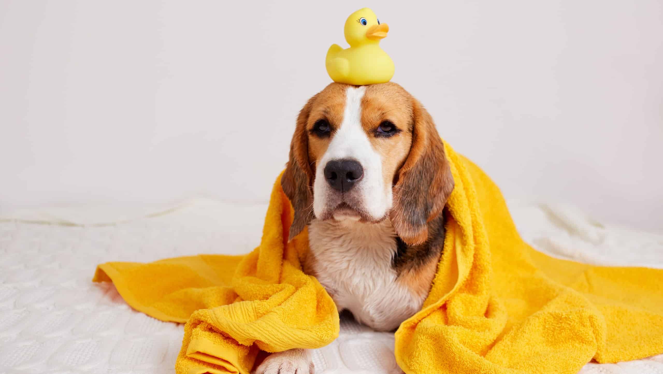 A wet beagle dog in a yellow towel after bathing. On the head is a duckling toy for bathing.