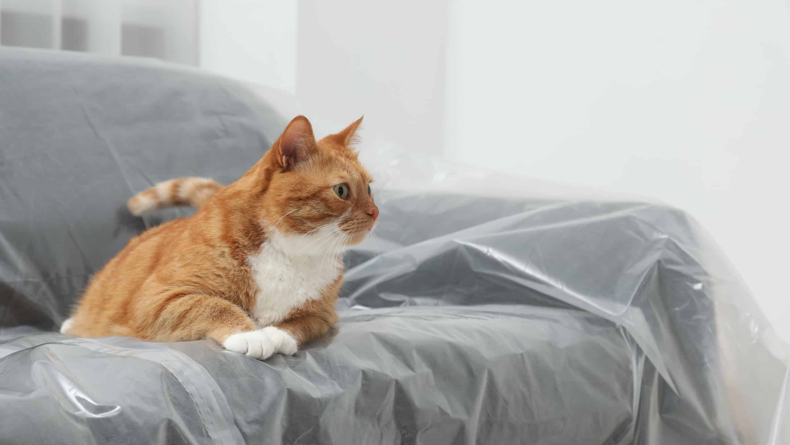Cute ginger cat resting on sofa covered with plastic film at home. Space for text