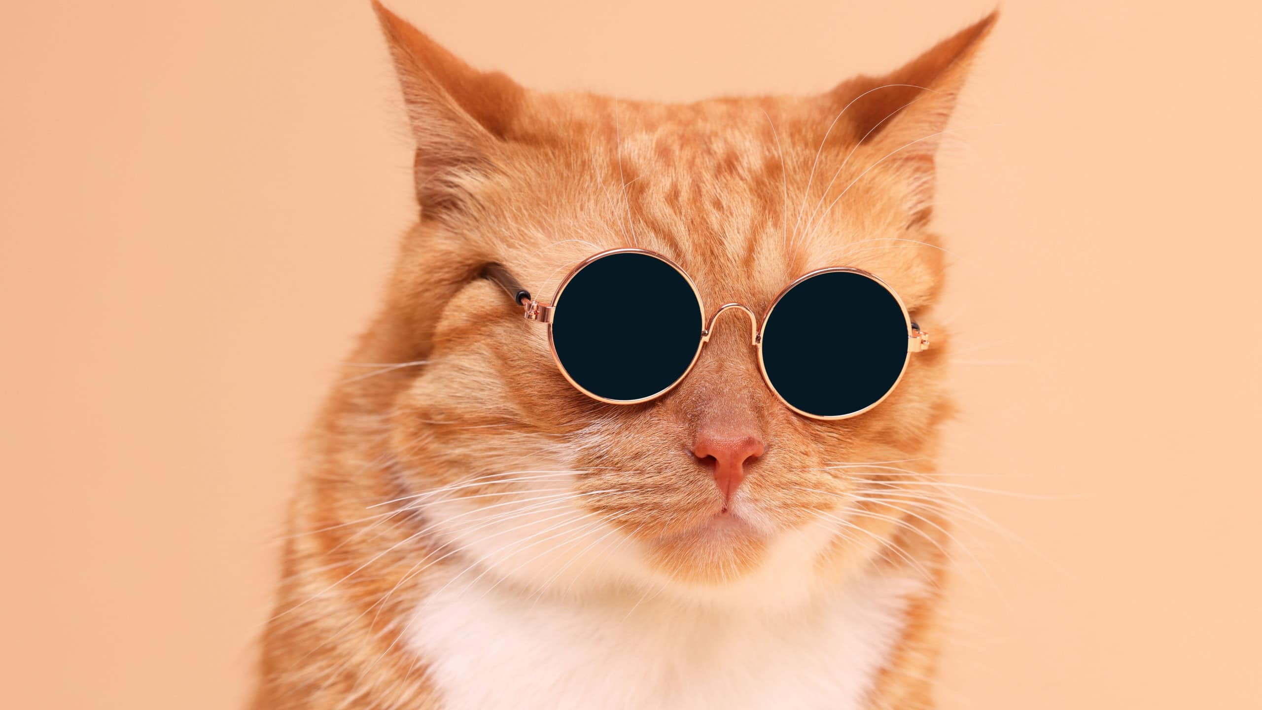 Portrait of cute ginger cat in stylish sunglasses on beige background