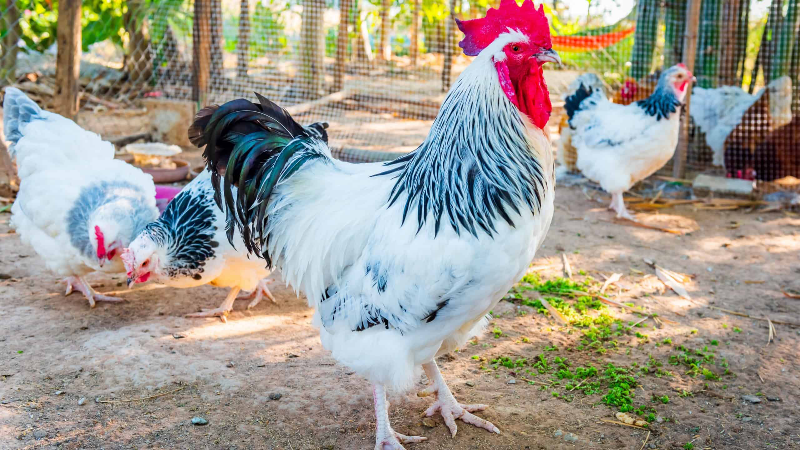 Chicken,Light Sussex Chicken,Chicken breeder in Country house
