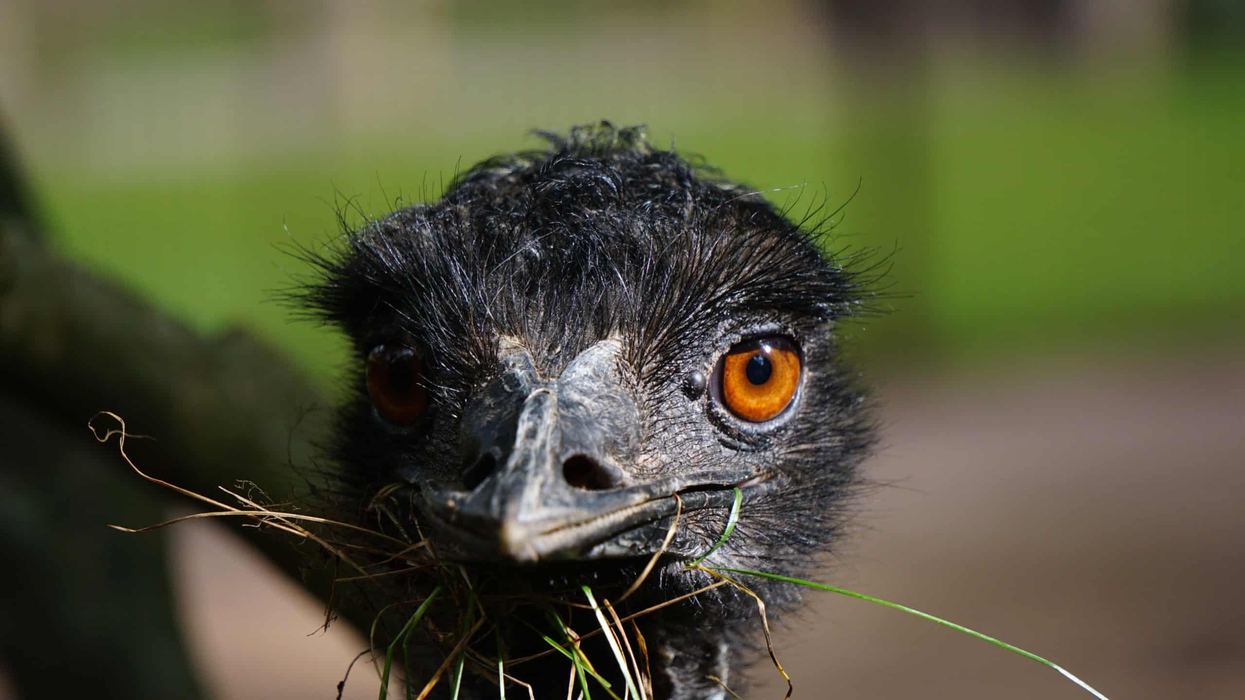 A close-up of an emu