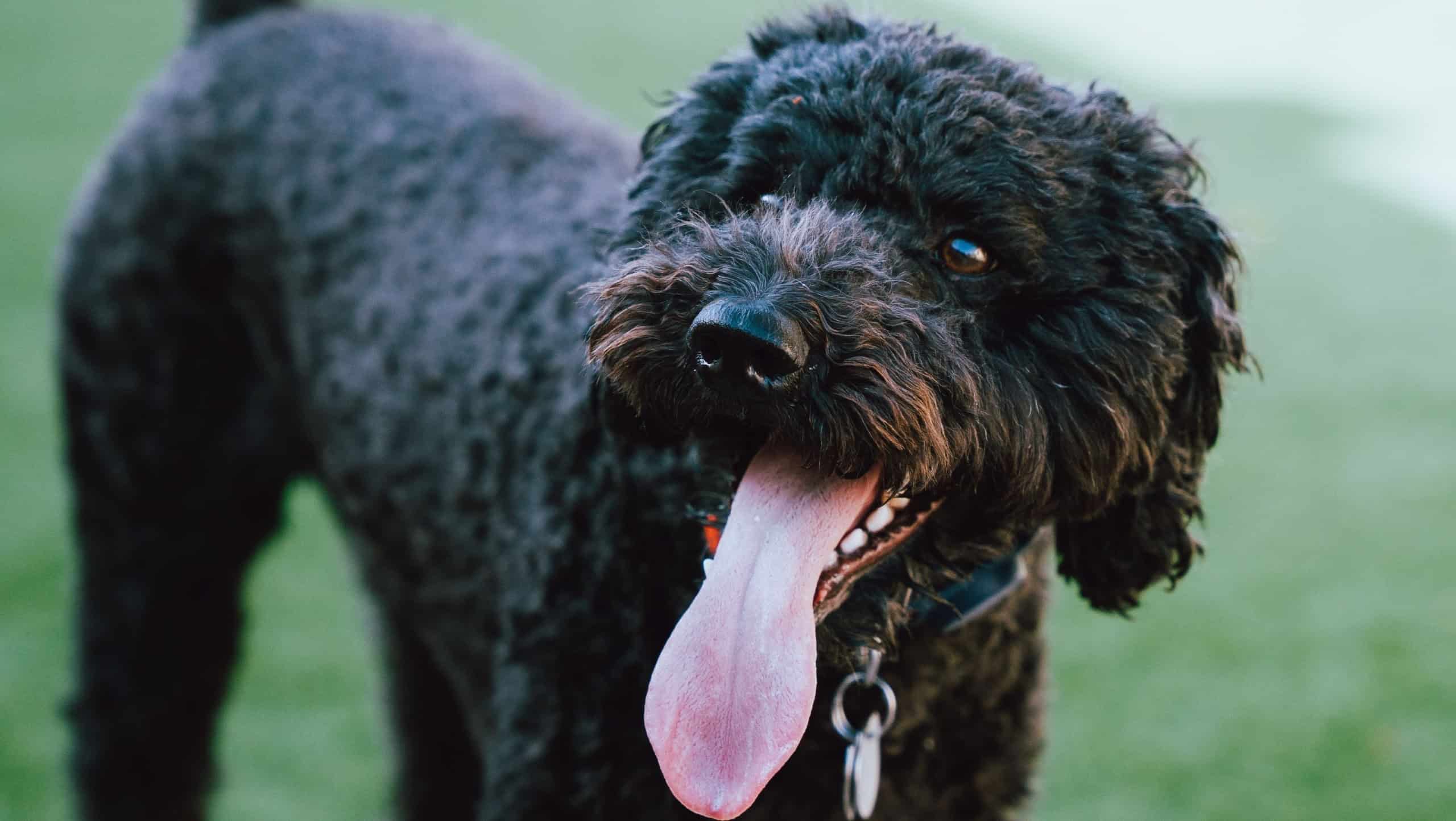 A black Barbet dog on a blurry background