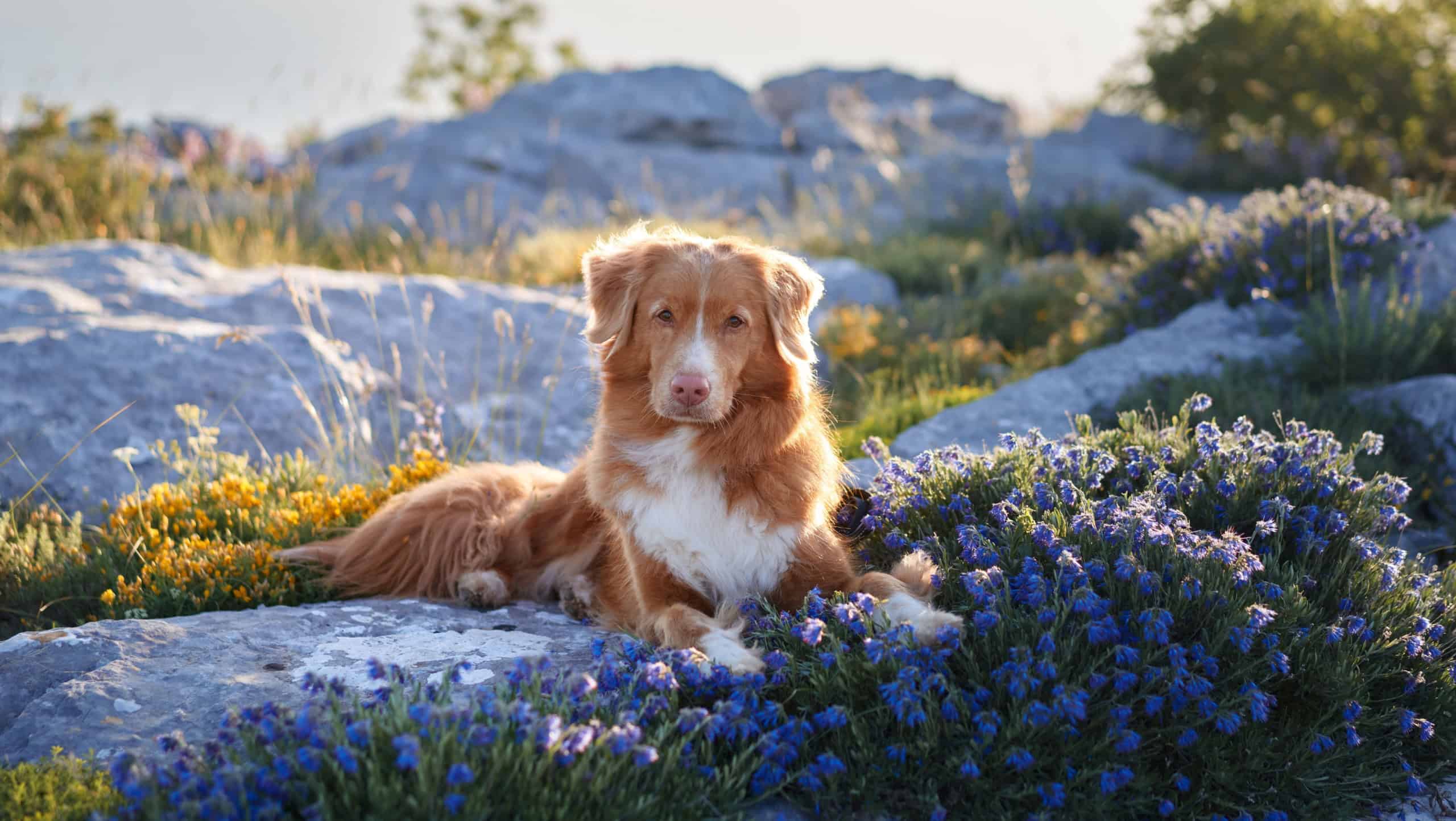 A Nova Scotia Duck Tolling Retriever reclines on rocky terrain covered with blue wildflowers under warm sunlight. The photo captures the dog's relaxed posture and the tranquil floral scene.