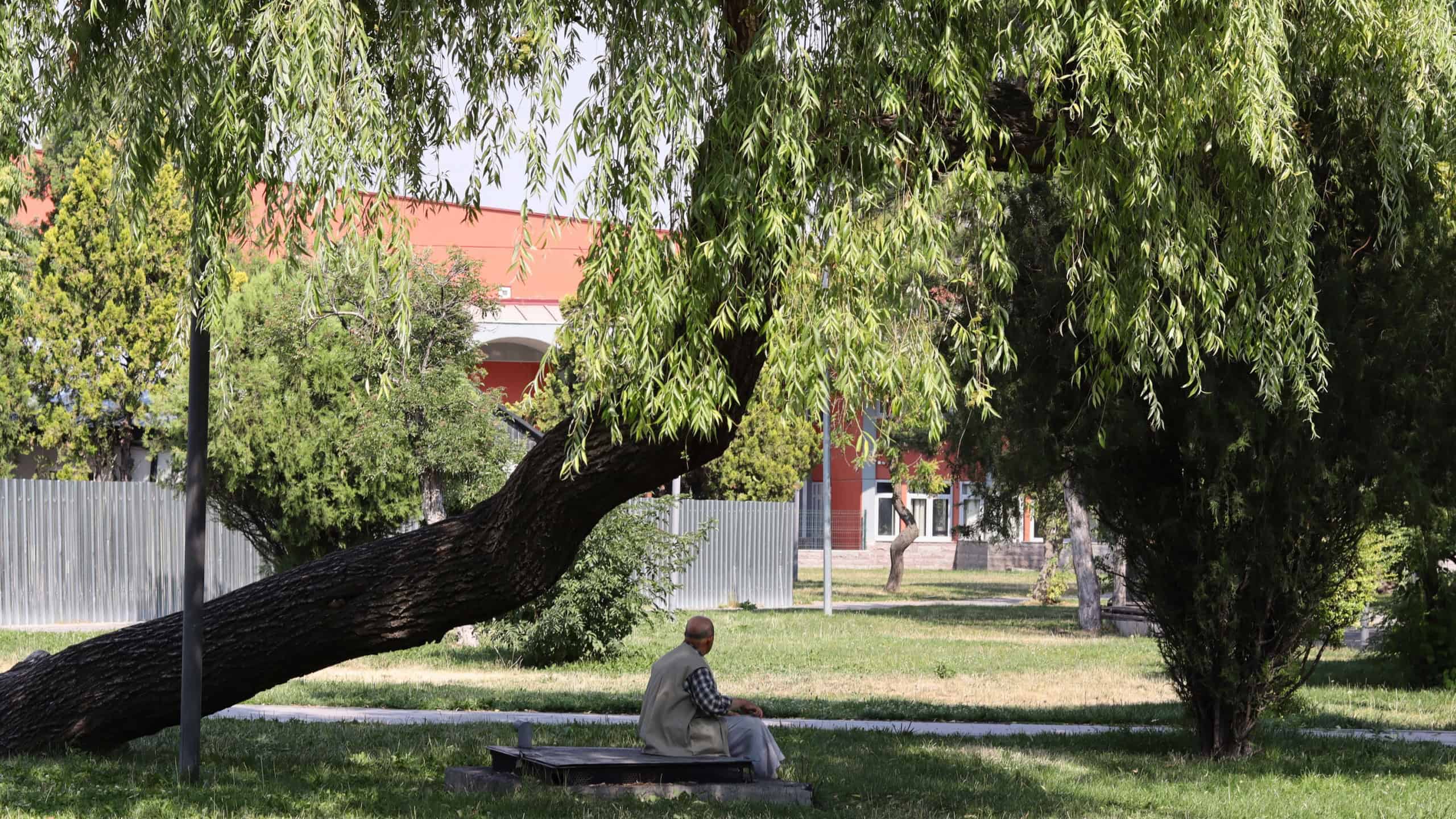 Rear view of old man sitting alone in the shade of a large tree in the park on a hot summer day.