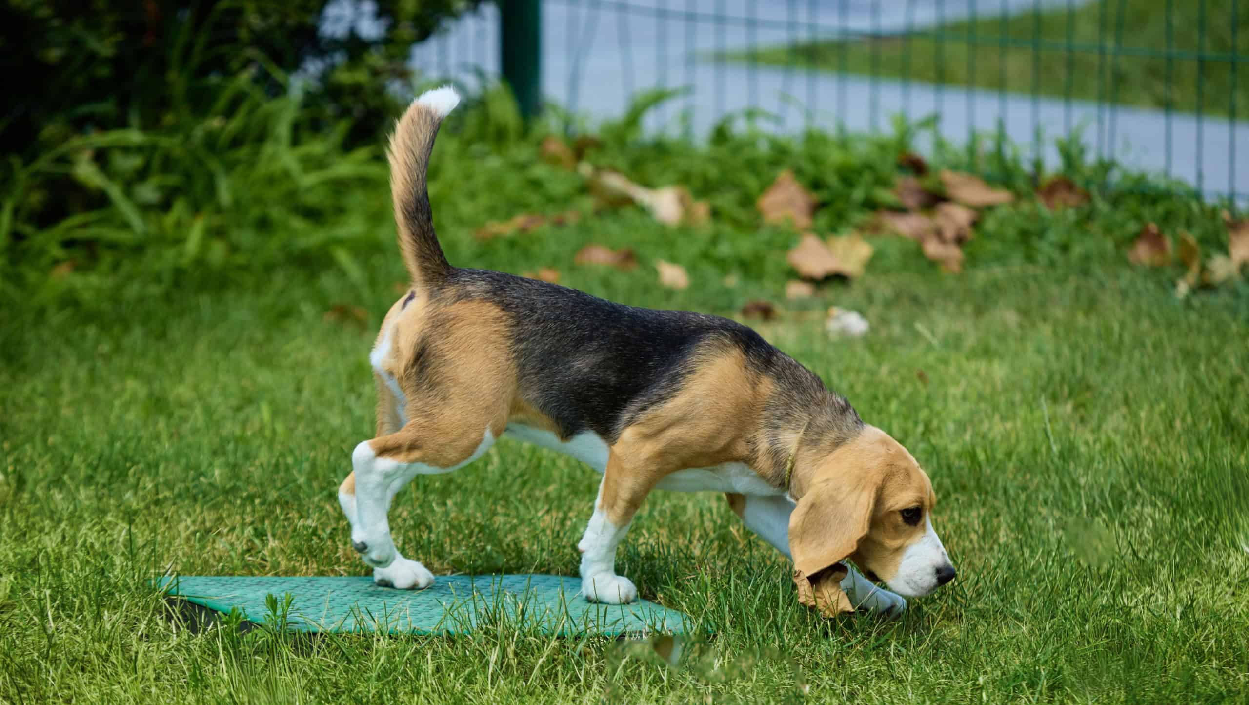 Beagle puppy sniffing grass with curiosity in sunny park. Concept of pet care, outdoor lifestyle, training, veterinary education, adoption promotion.