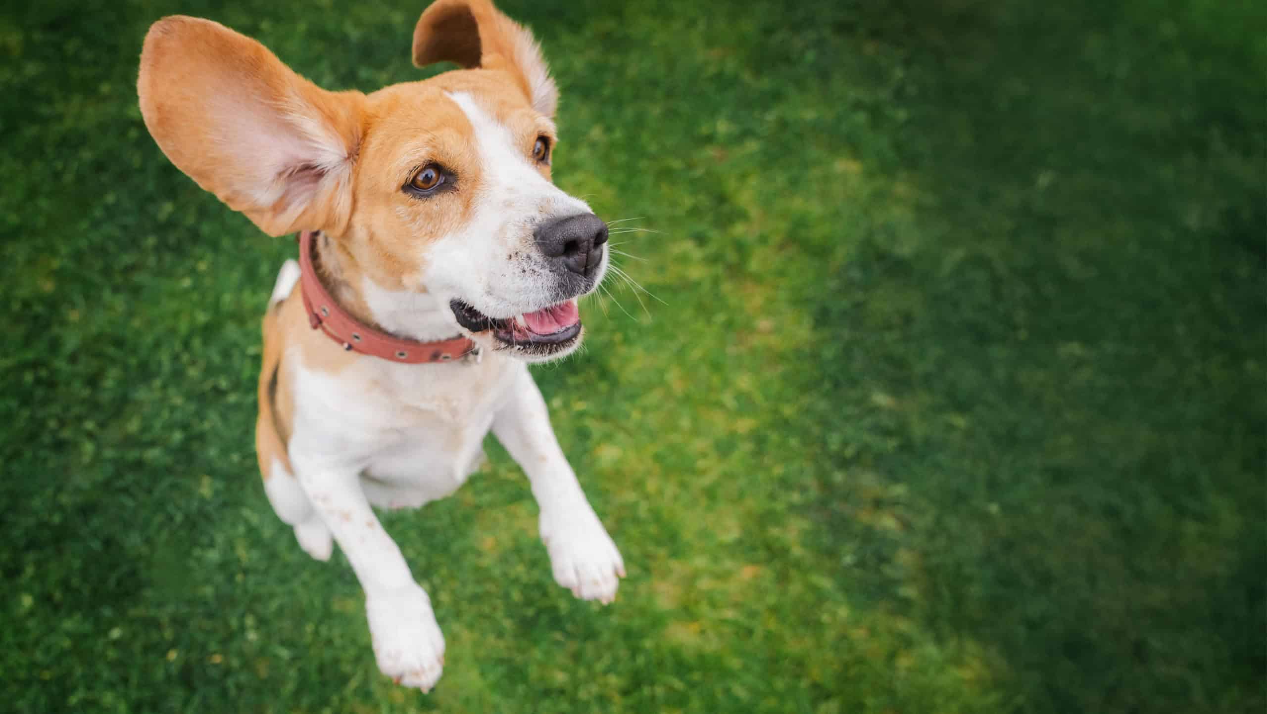 Excited beagle dog with wide open ears mid-jump looks up joyfully on green grass background, wearing a red collar and showing playful expression. High quality photo
