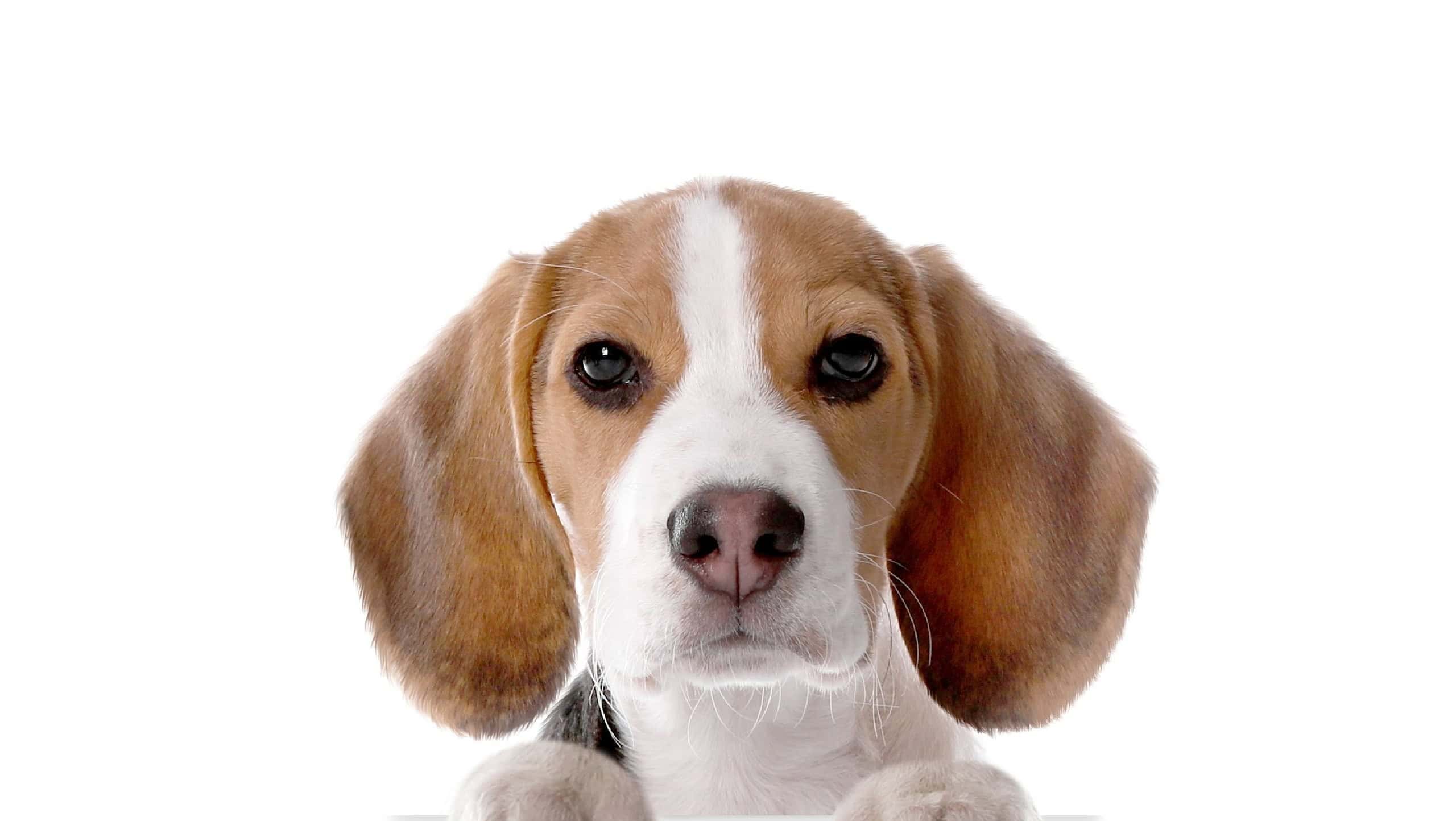 Cute dog peeking out on white background. Beagle holding paws on banner