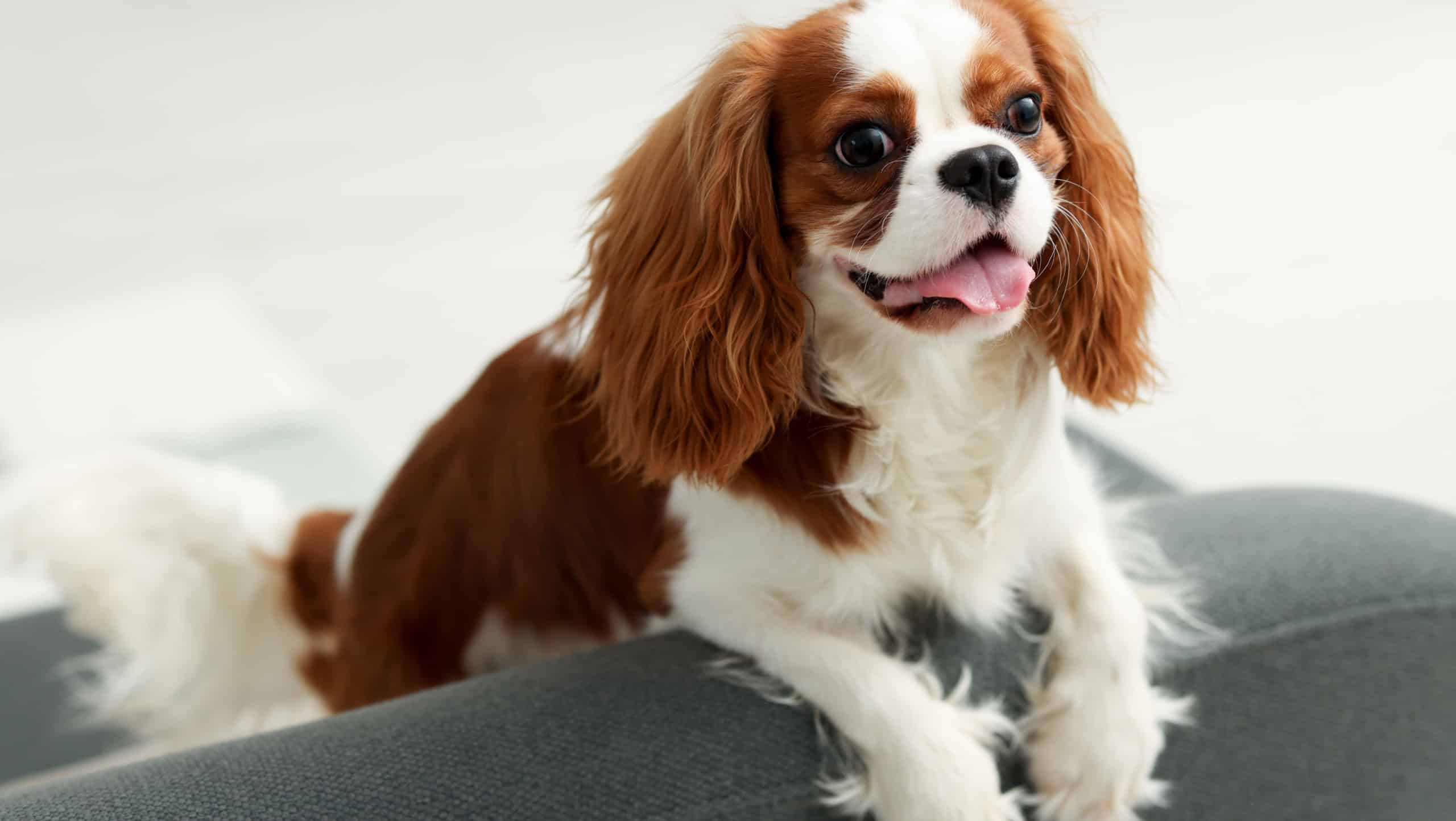 Cavalier King Charles Spaniel dog on sofa at home