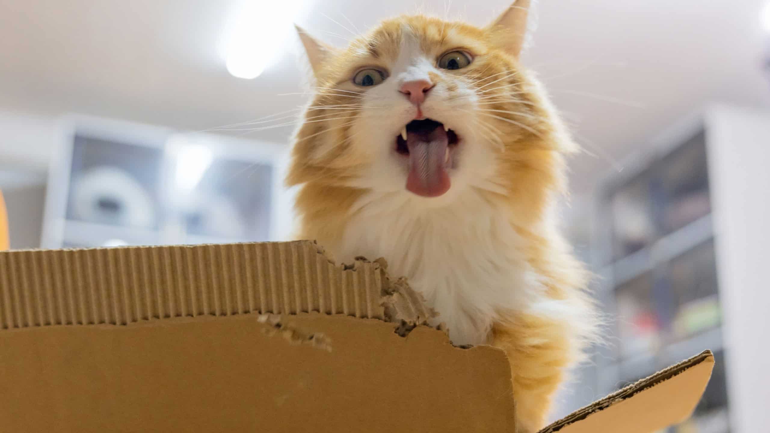 Orange cat meowing while sitting in cardboard box
