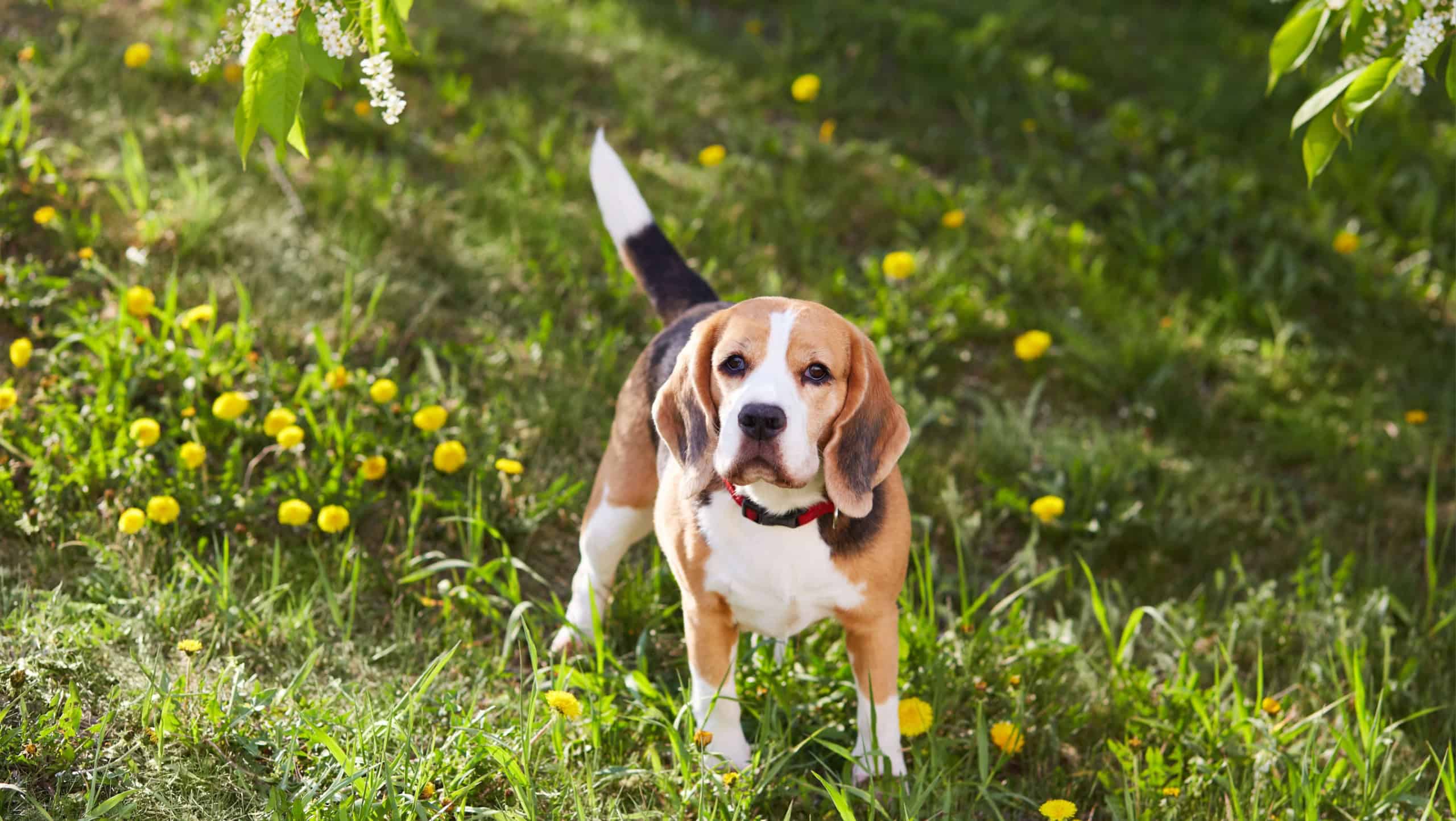 A beagle dog on the green grass in a summer meadow with dandelions. It's a hot sunny day.