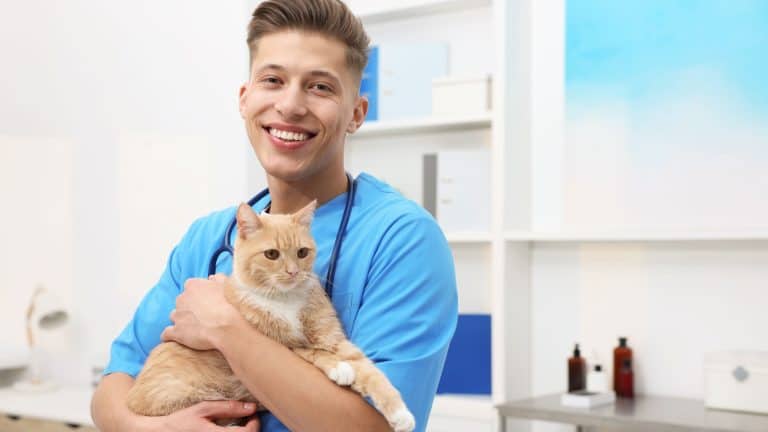 Professional veterinarian with cute ginger cat in clinic