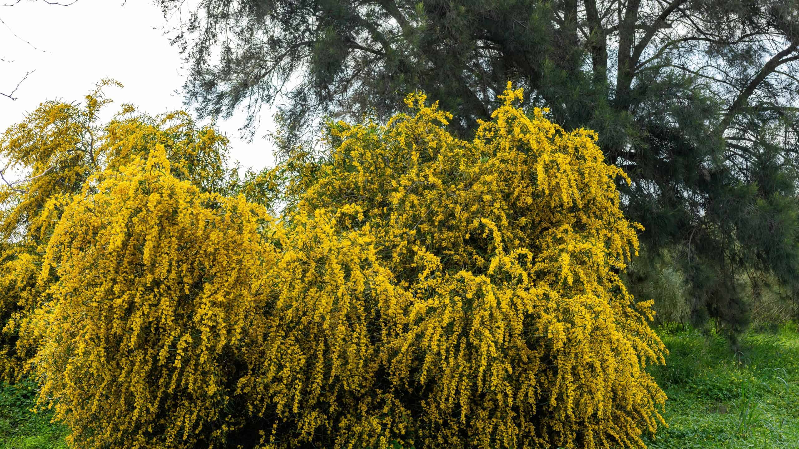 Dense acacia shrub covered in vibrant yellow blossoms growing in a green natural setting.