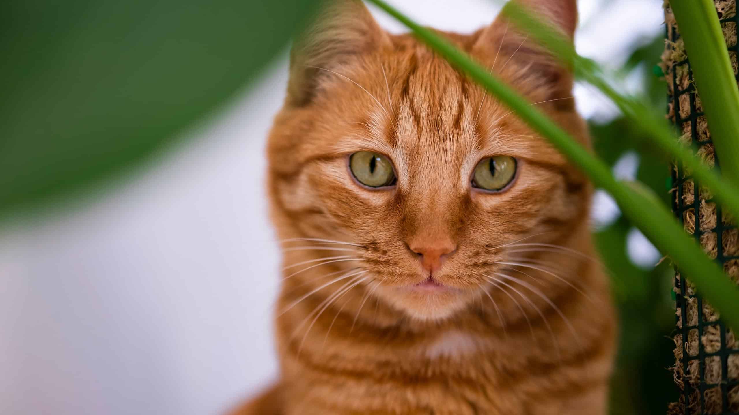 Portrait of ginger cat with green eyes among green leaves. Elegant chic cat. Domestic orange stripe cat for advertising of healthy happy pets life. Adorable animals.