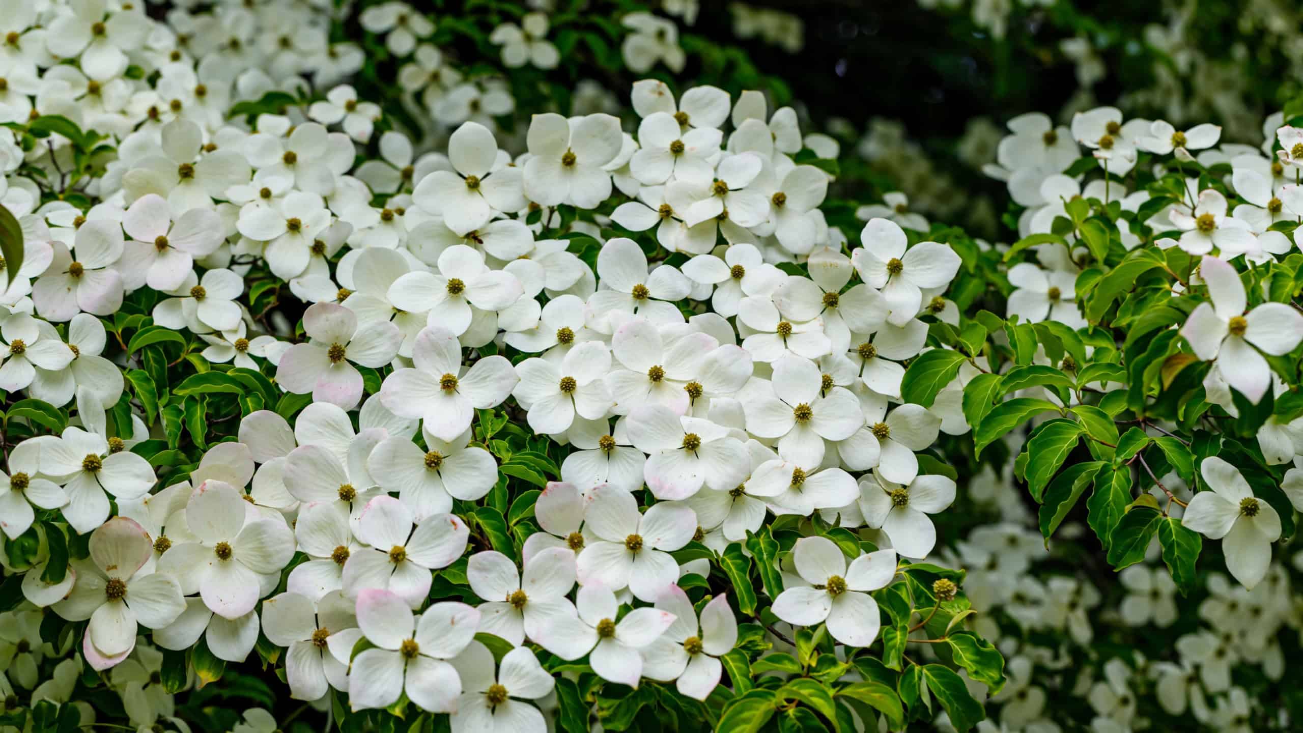 White dogwood flowers cover branches in a garden during spring with bright blooms and fresh green leaves creating a lively atmosphere