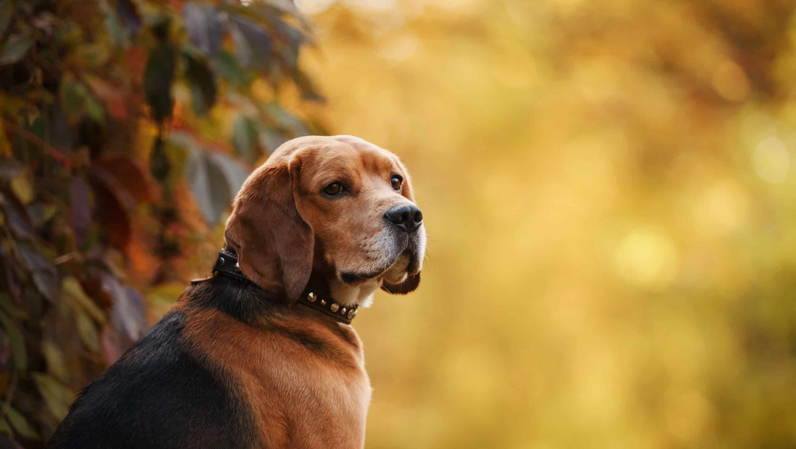 Dog breed Beagle walking in autumn park
