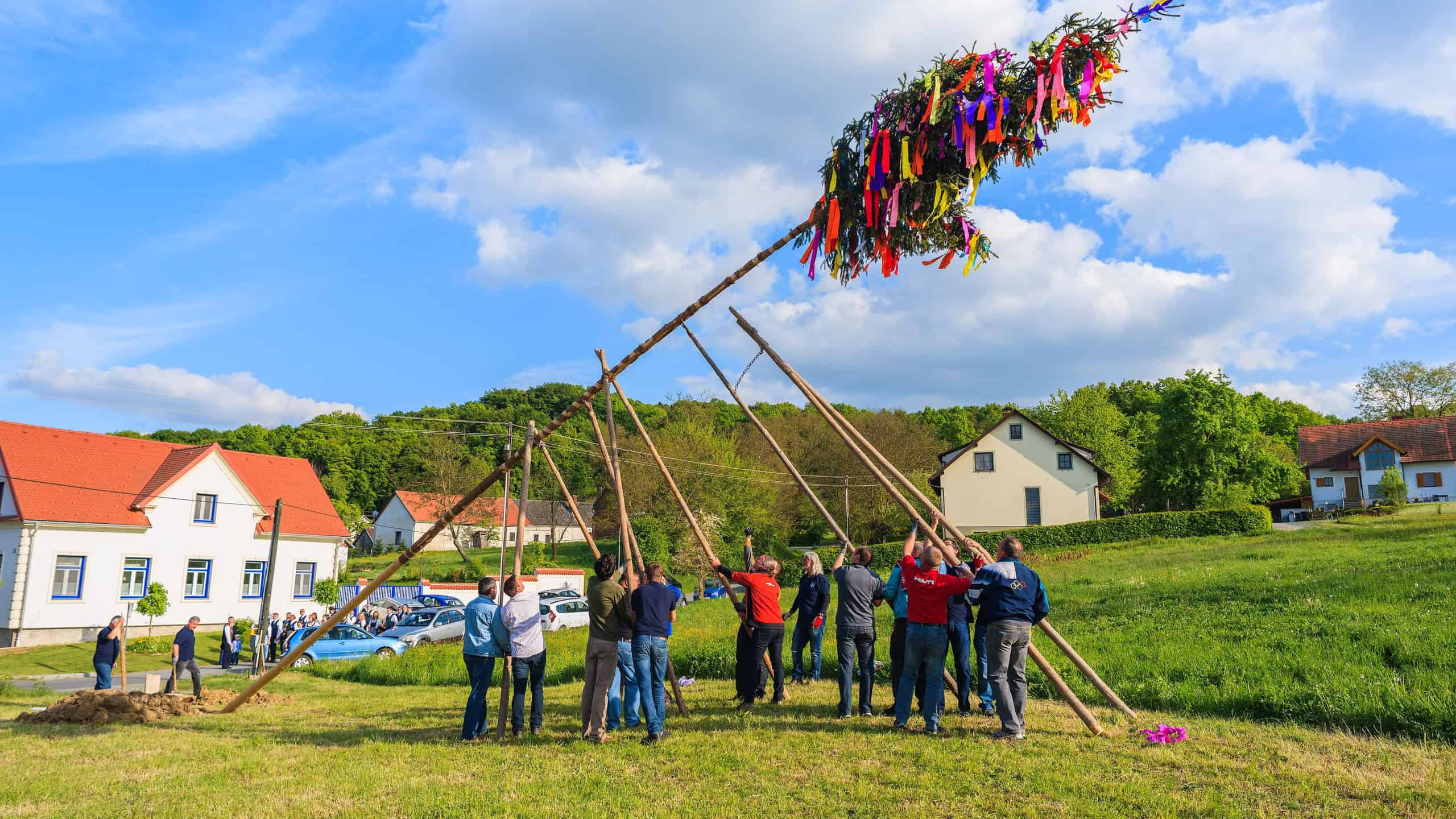 Men erecting a May tree during spring celebration.