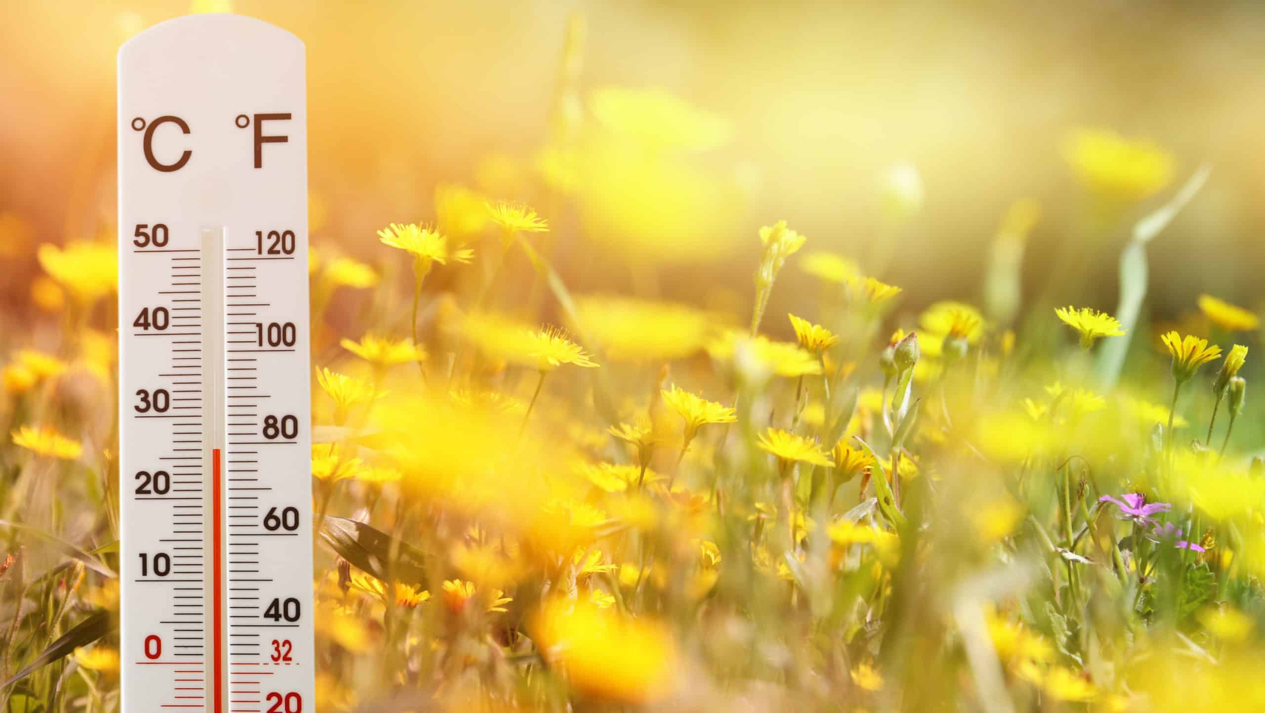 thermometer at field of flowers indicating spring time and weather change