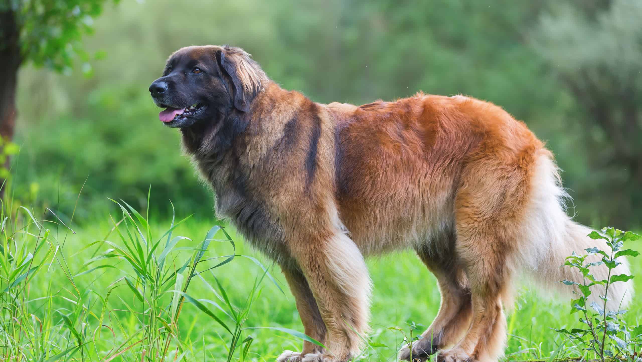 outdoor portrait of a Leonberger dog who sits on a tree trunk