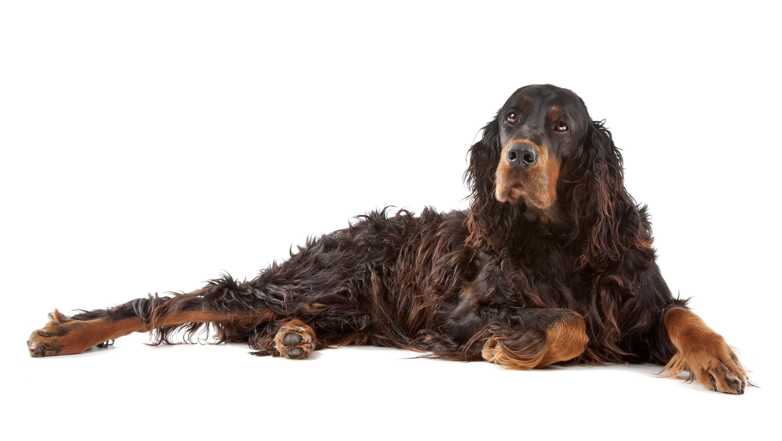 Gordon Setter dog lying on the ground, on a white background