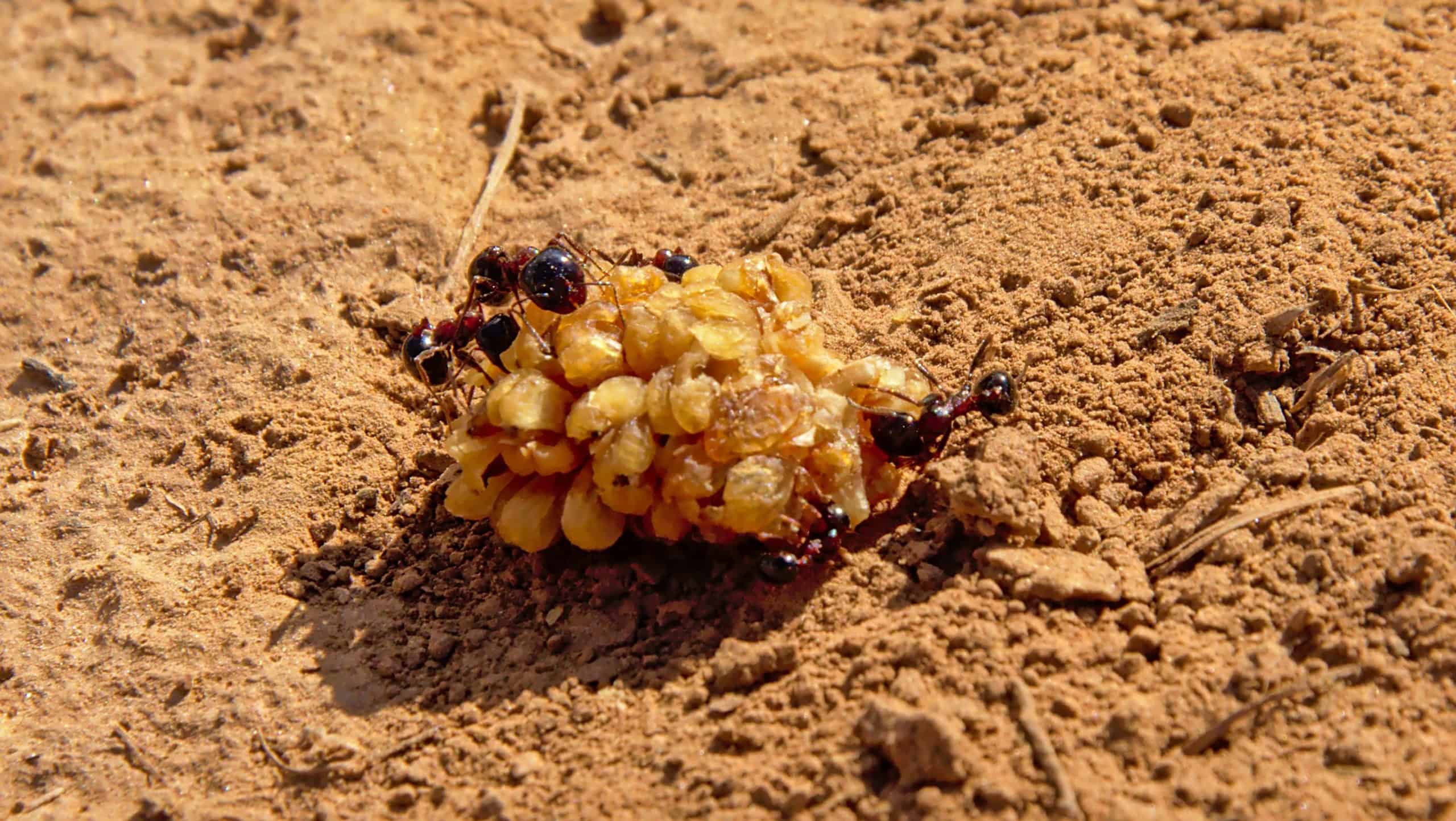 Ants on a berry laying in the dust, selective focus