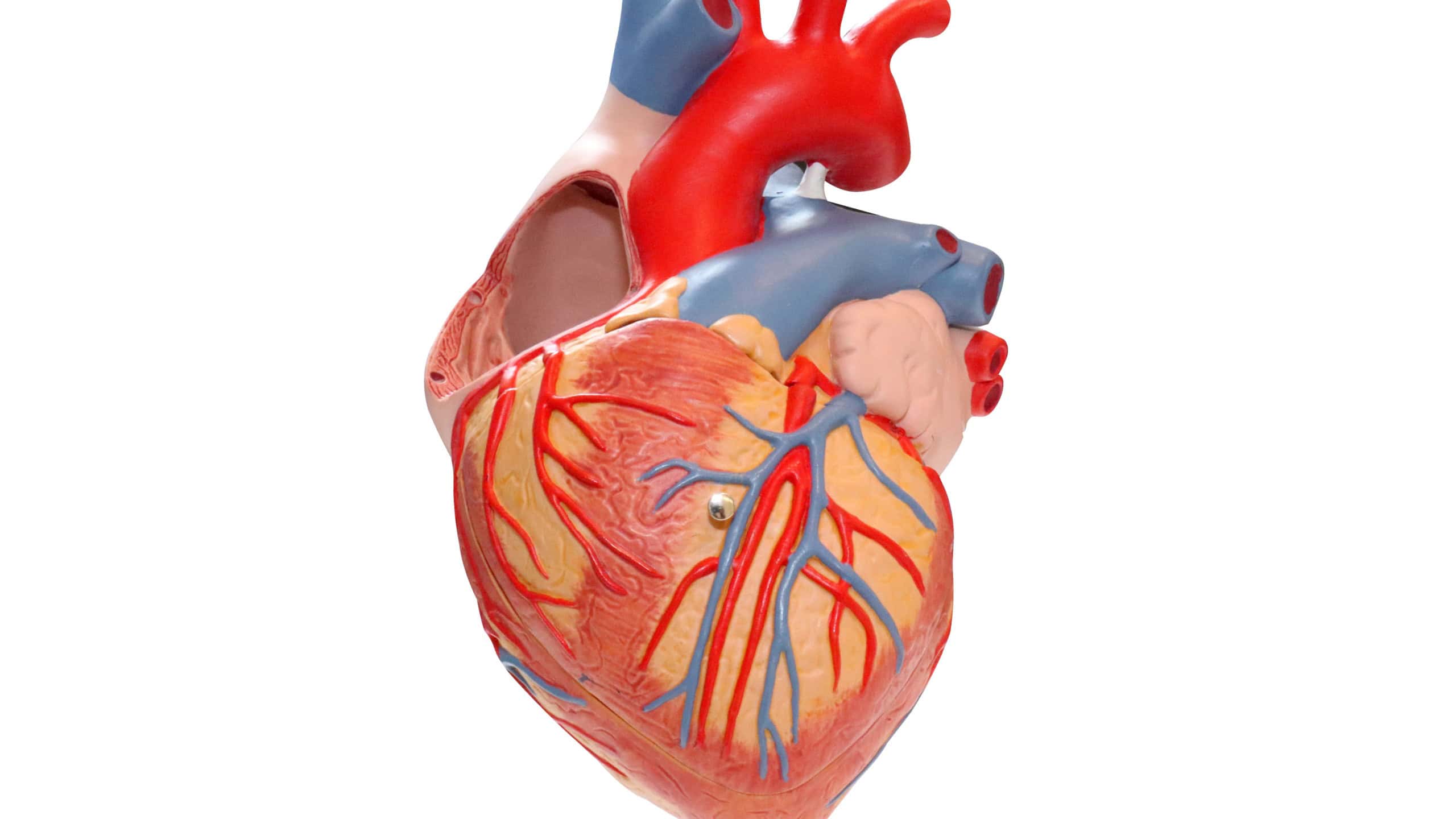 Model of the human heart and cardiograph on white background