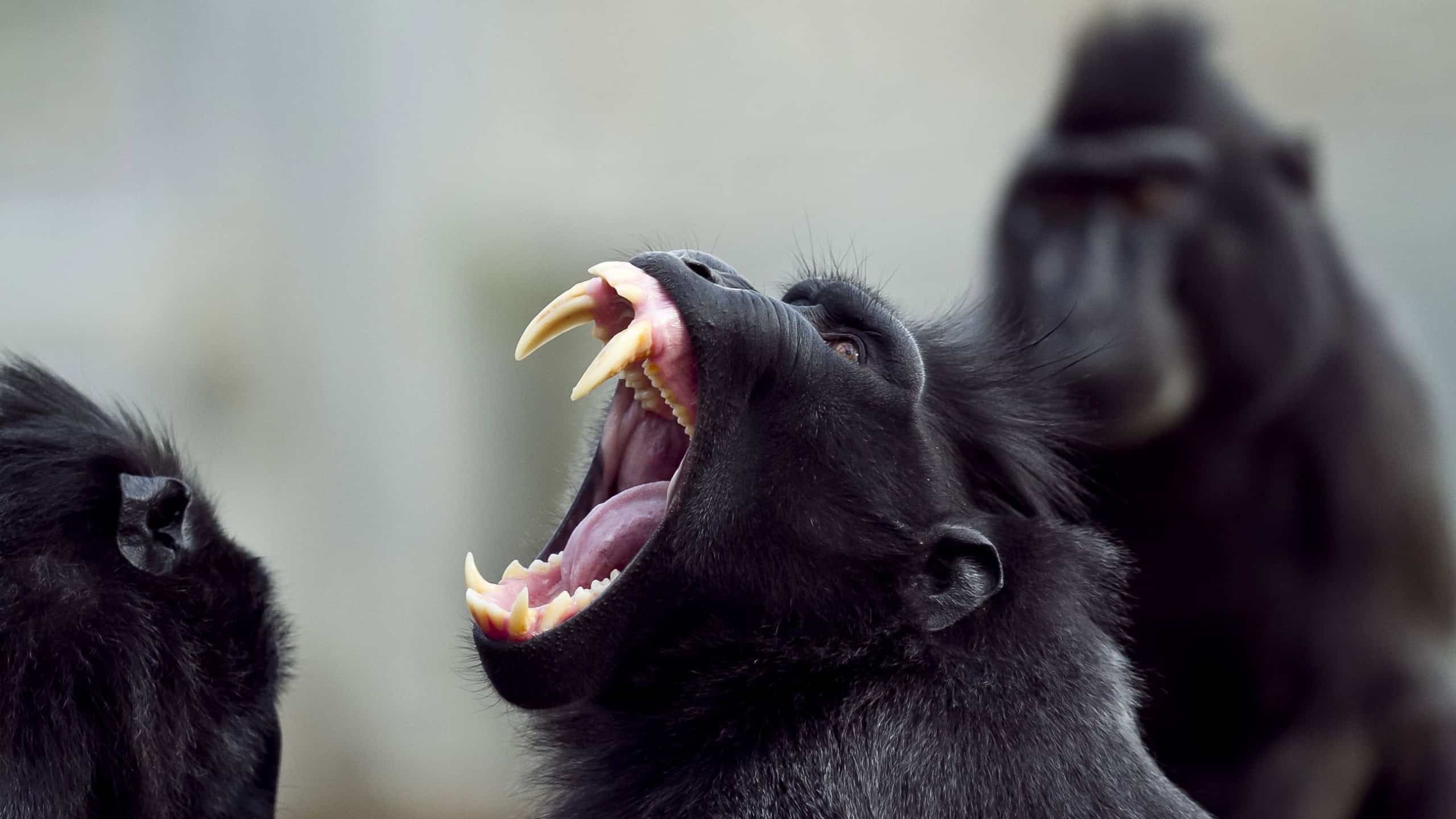 A closeup shot of a baboon screaming with its mouth open and sharp teeth