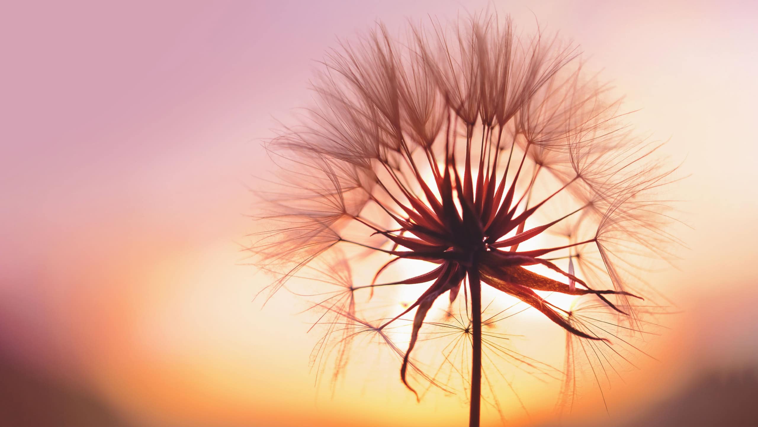 dandelion at sunset . Freedom to Wish. Dandelion silhouette fluffy flower on sunset sky. Seed macro closeup. Soft focus. Goodbye Summer. Hope and dreaming concept. Fragility. Springtime.