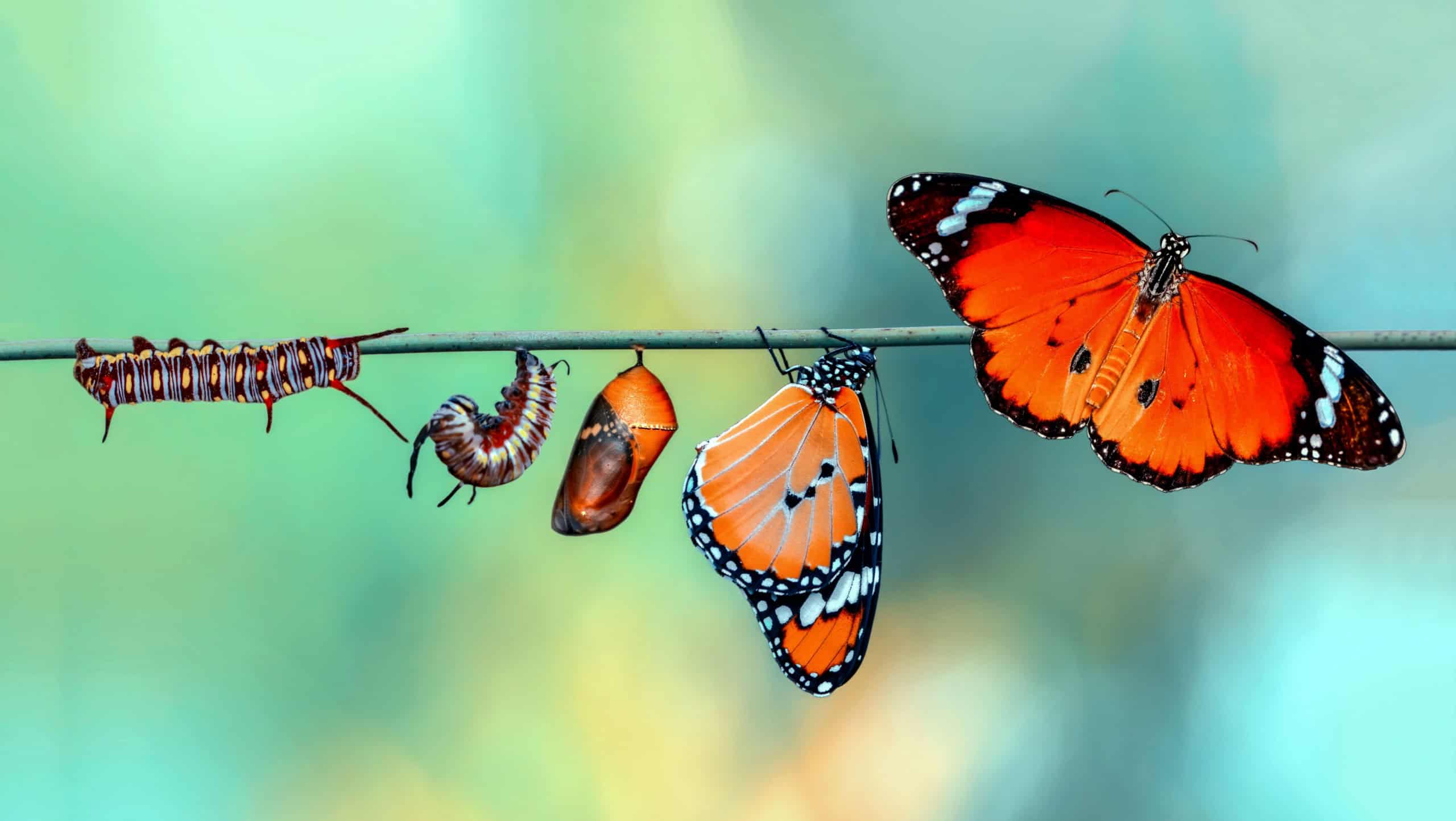 Amazing moment ,Monarch Butterfly, pupae and cocoons are suspended. Concept transformation of Butterfly