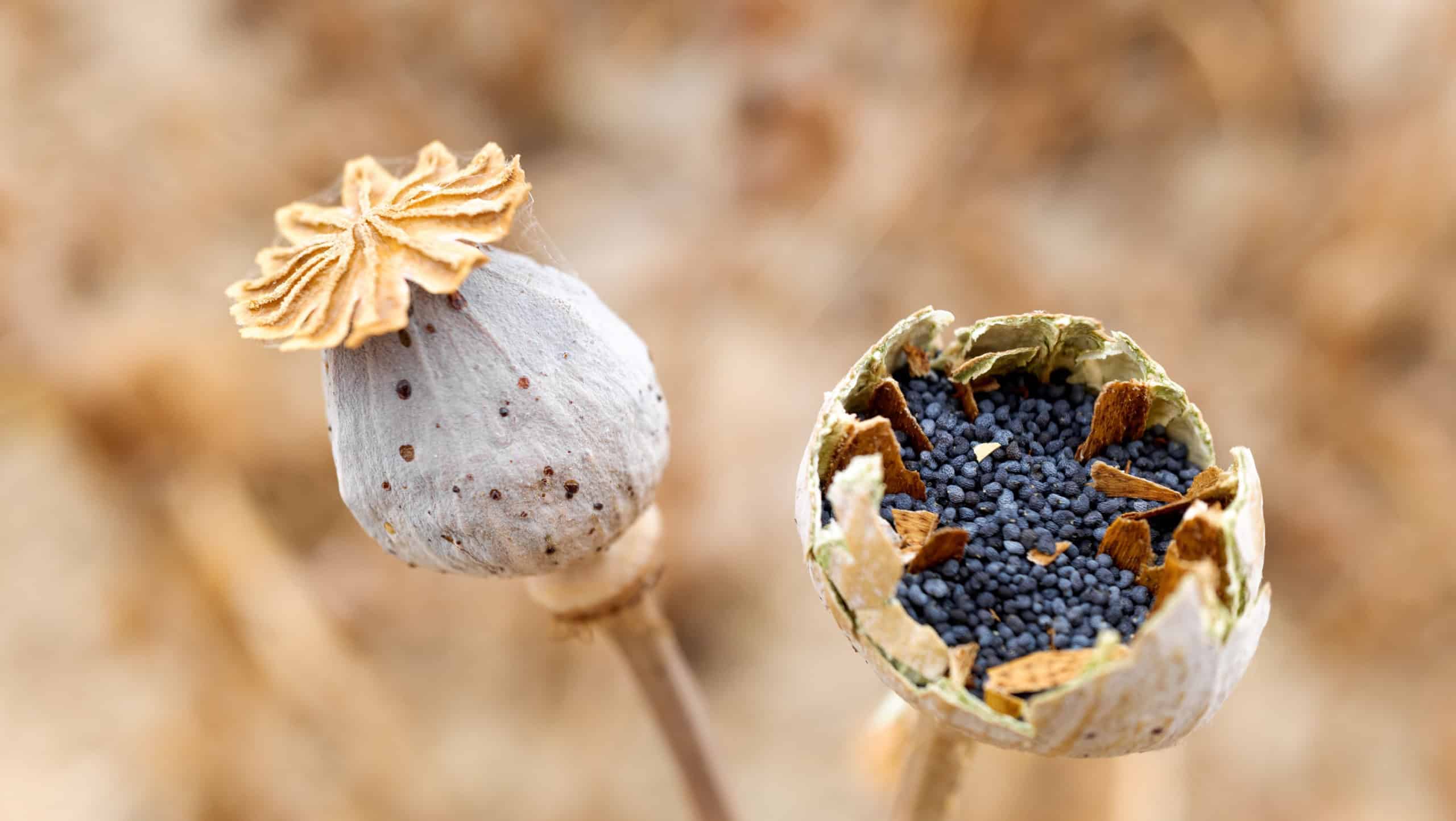 Poppy seeds inside the flowering plant in a crop, detail with unfocused background.