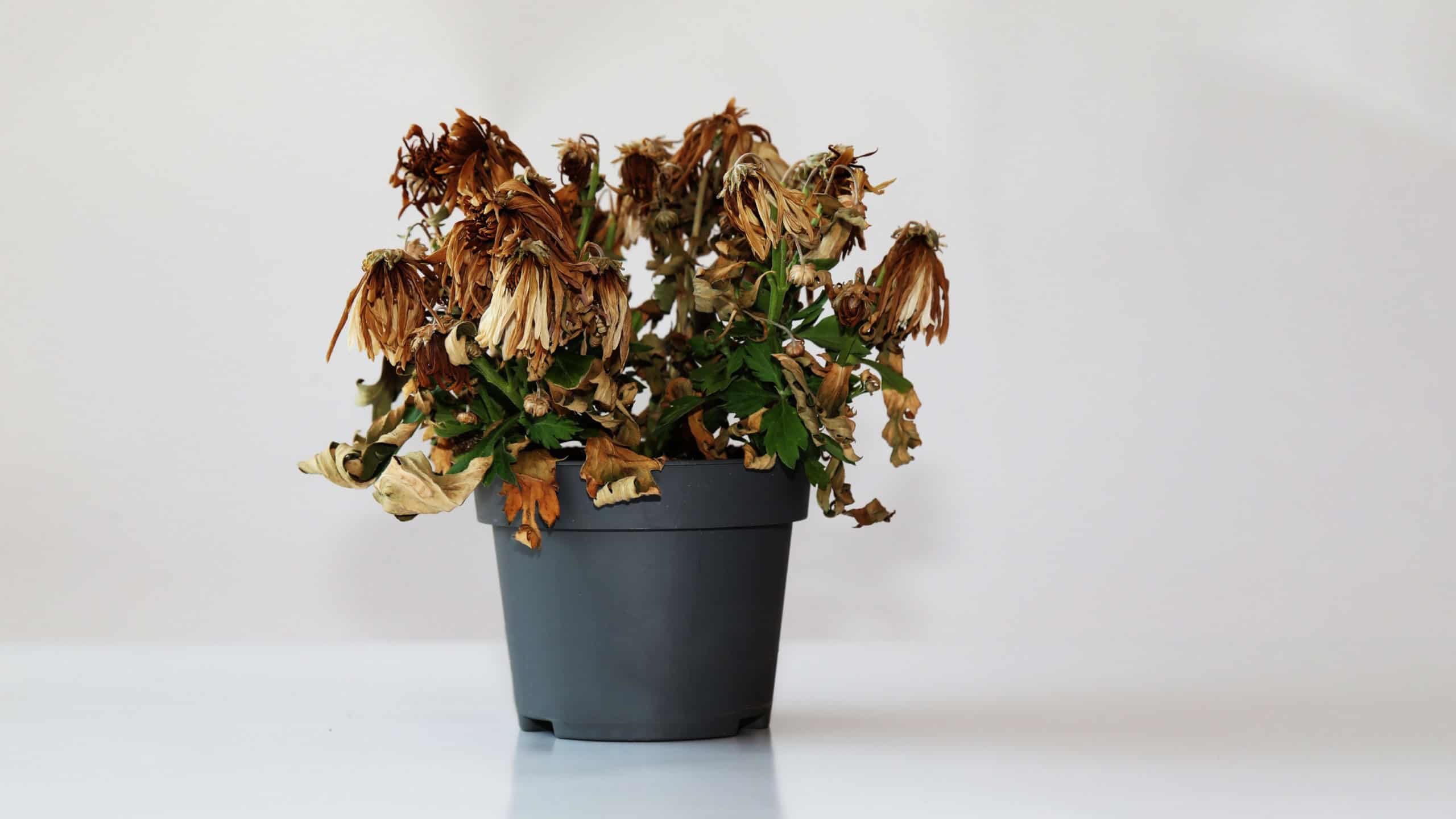 Dried plant in a pot on a gray background. The flower wilted in the pot. The indoor flower is dry. Close-up view.
