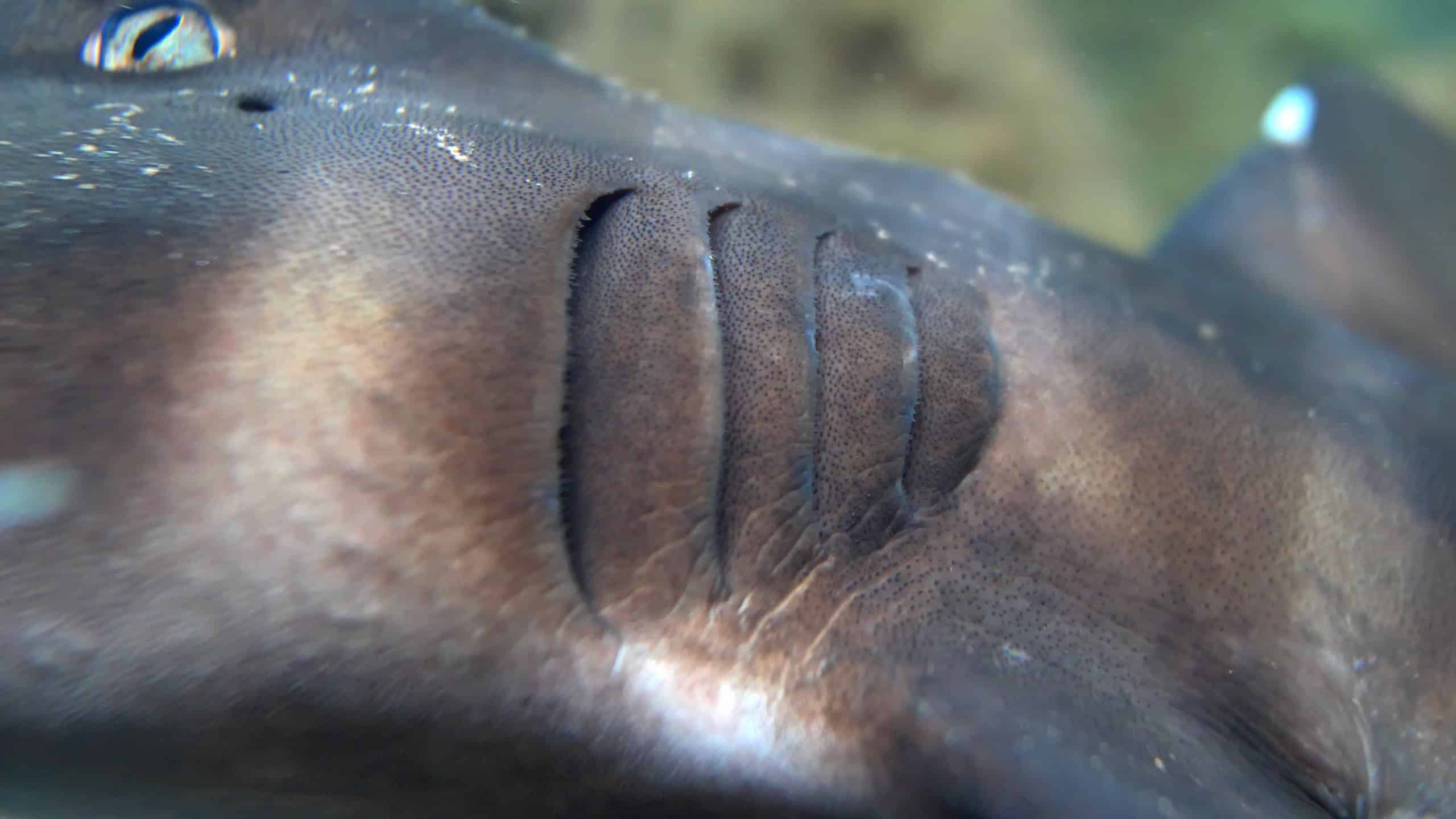 Gills Branchia of Living Fish Breathing Underwater