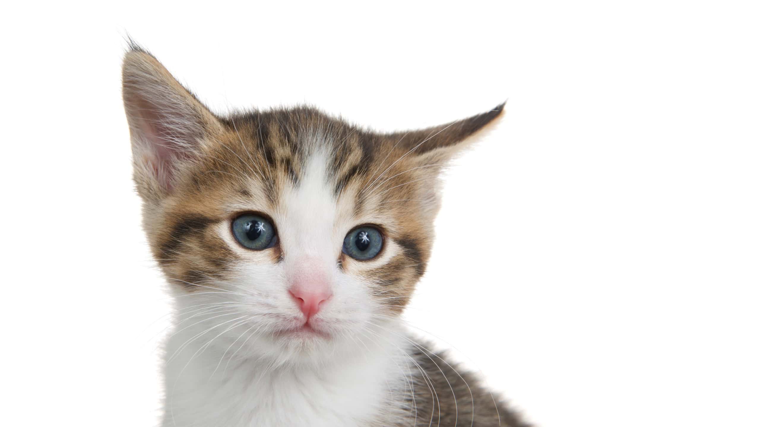 Close up portrait of an adorable tabby kitten looking at viewer, one ear tilted down with skeptical expression on face. Isolated on white.