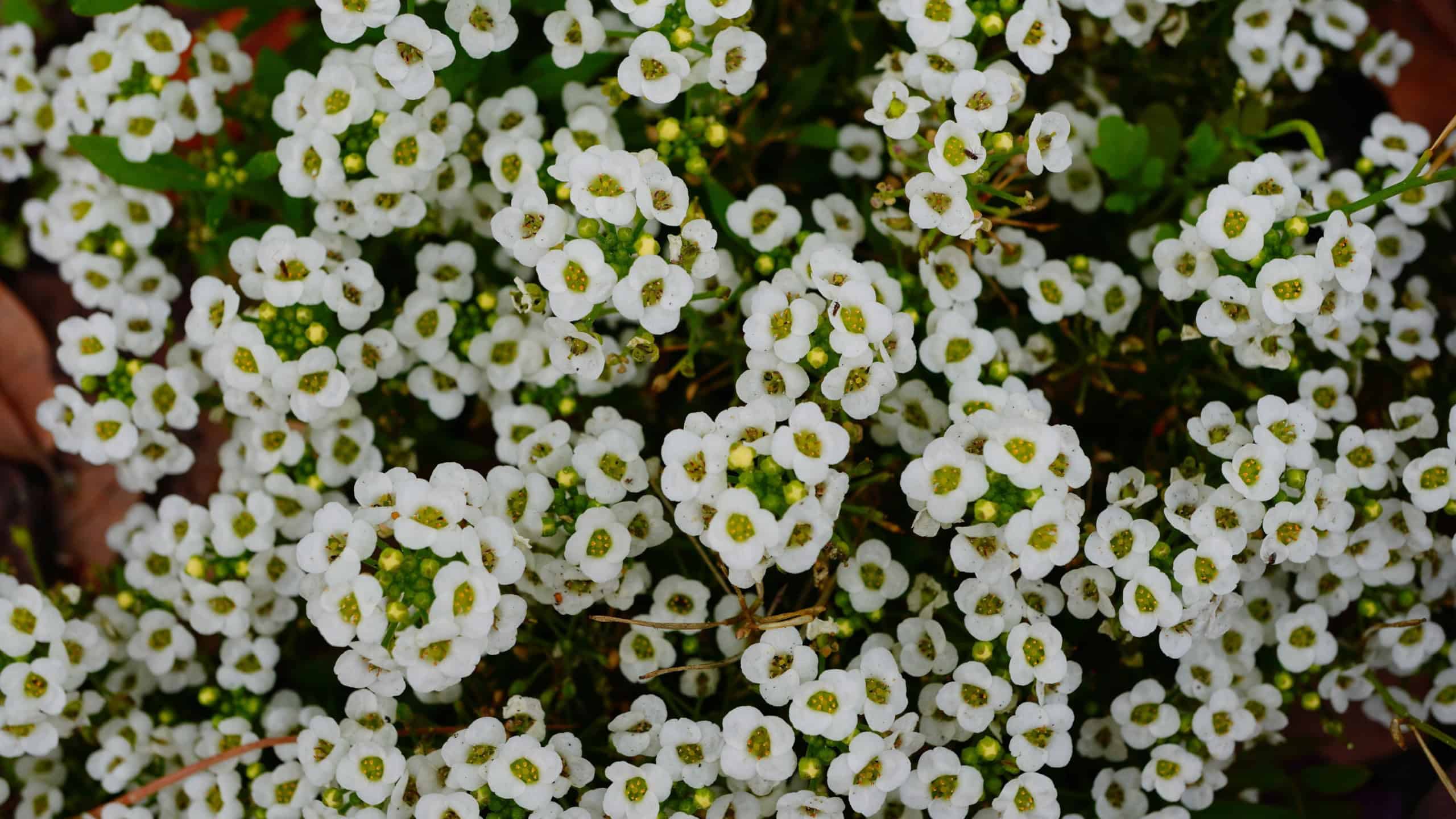 Lobularia maritima, Sweet alyssum, older name Alyssum maritimum, commonly grown annual herb with spreading habit, linear leaves and usually white flowers in flat-topped racemes