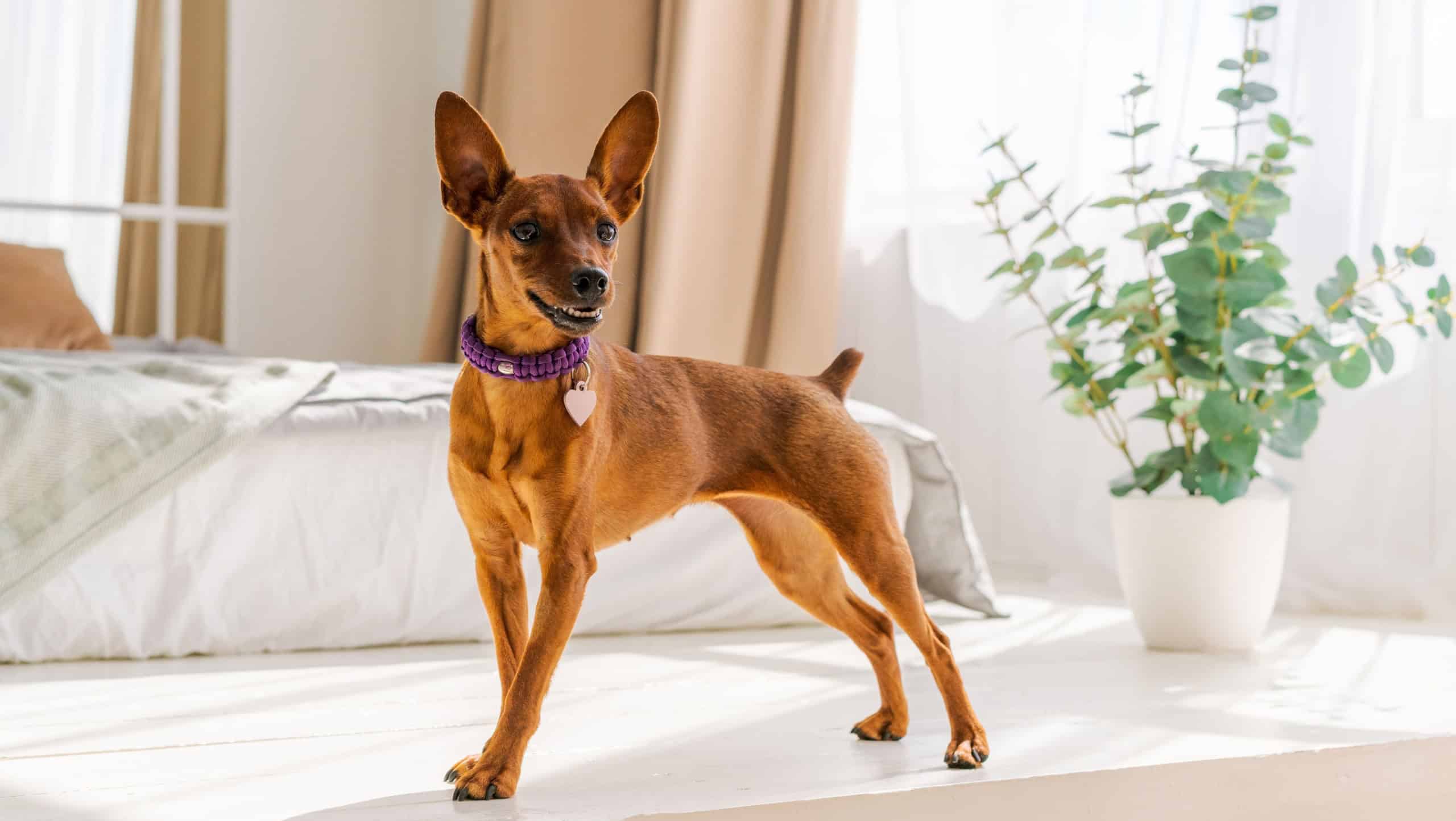 Miniature brown pinscher stands against the background of a bed and a window. Emotions of dogs. Purebred pet. High quality photo. Pet as a member of the family