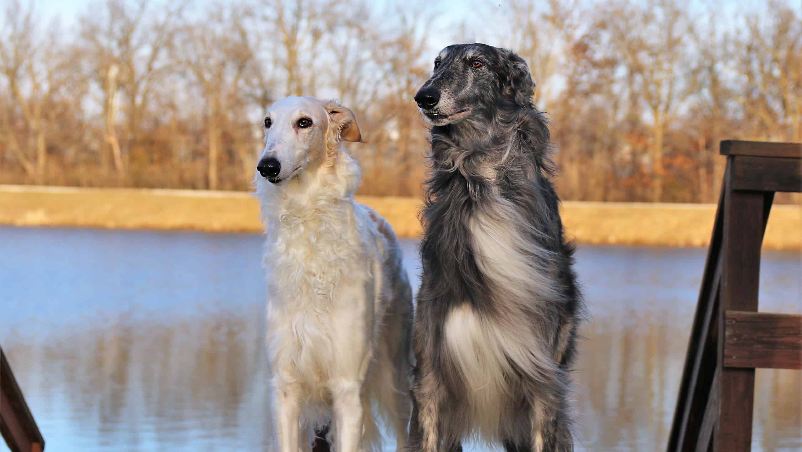An outdoor scene of two Borzoi dogs against a tranquil body of water standing on a wooden dock