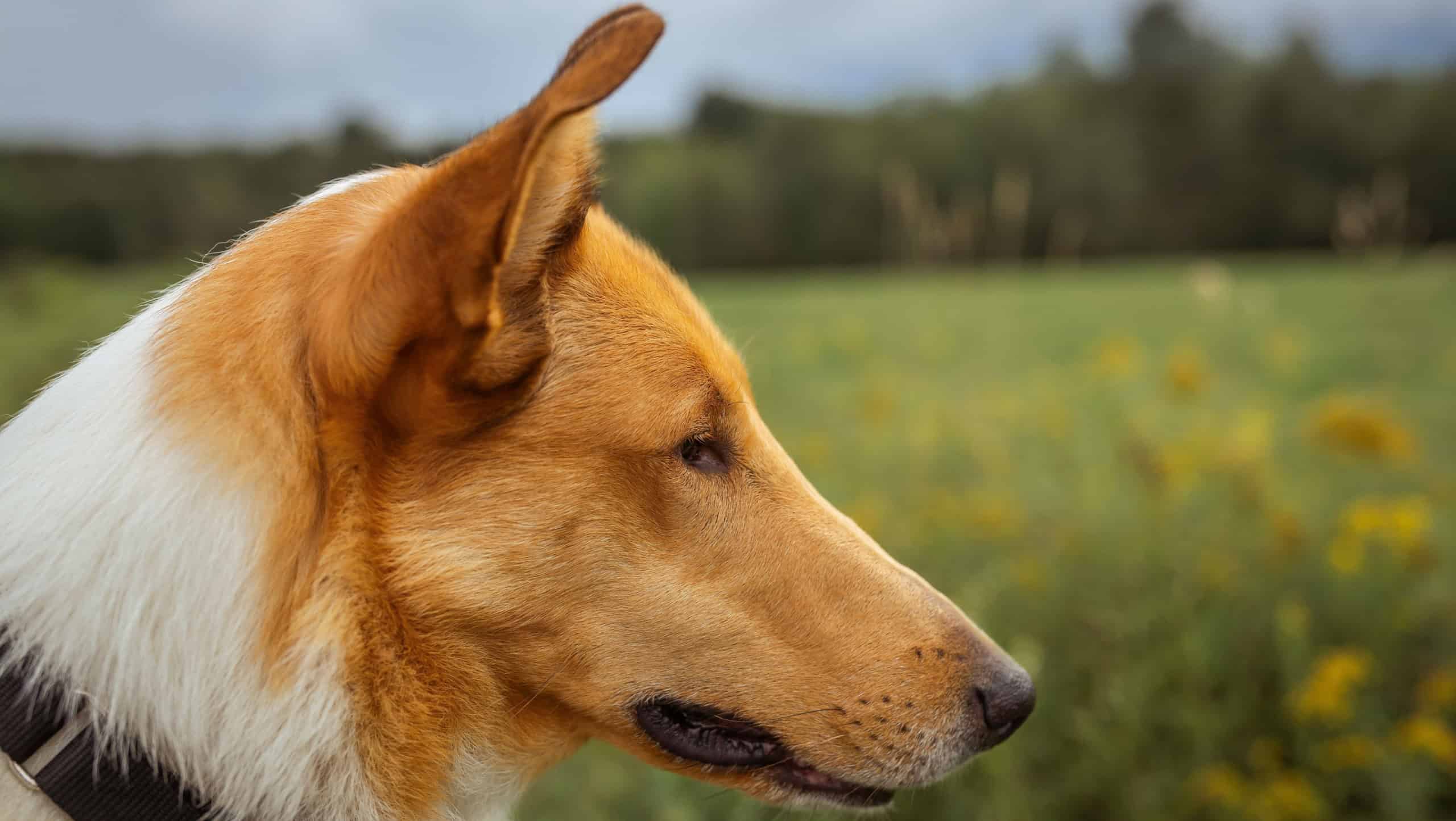 A closeup of a Smooth Collie against the blurred green background