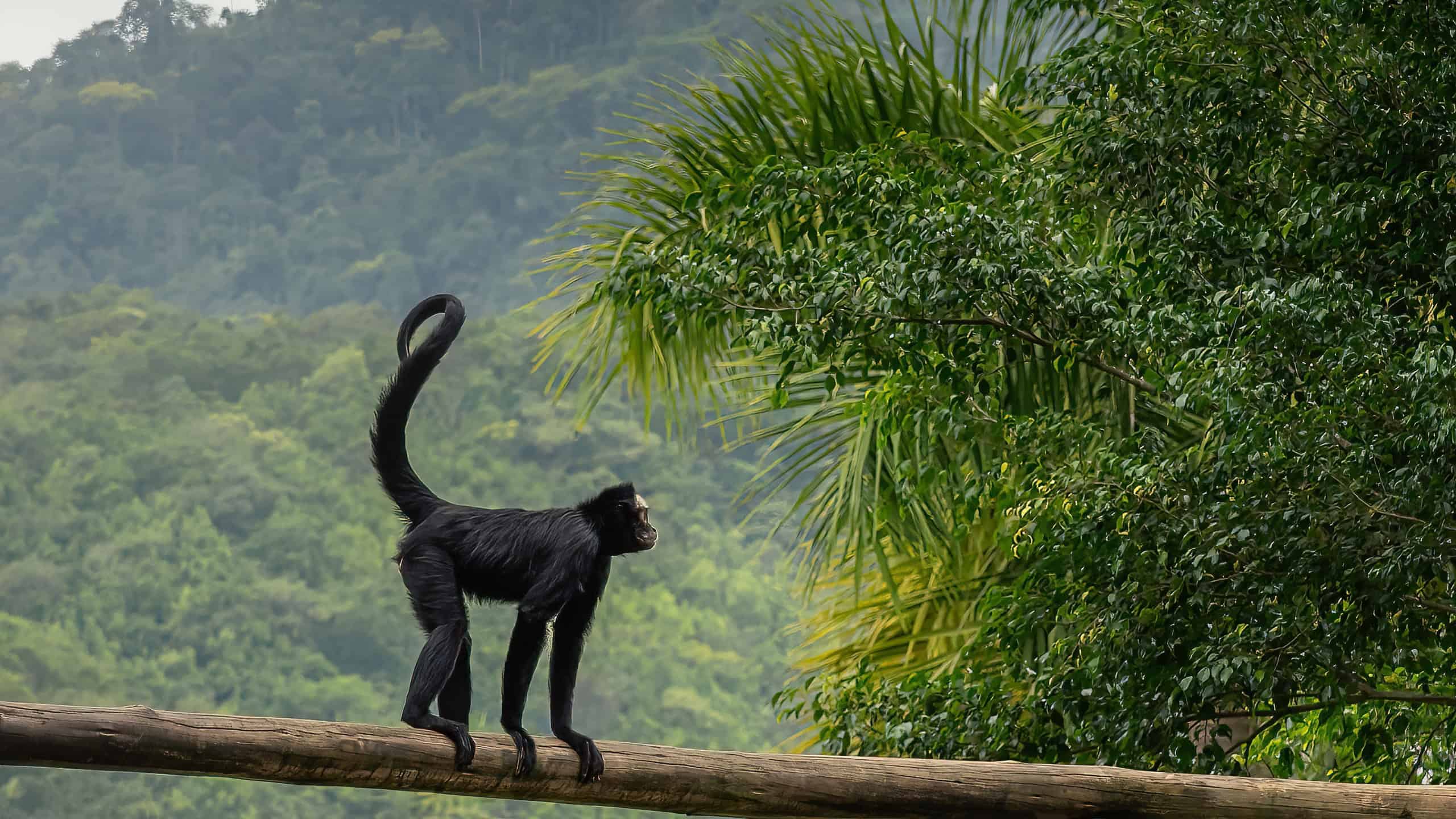 White-cheeked Spider Monkey (Ateles marginatus) standing