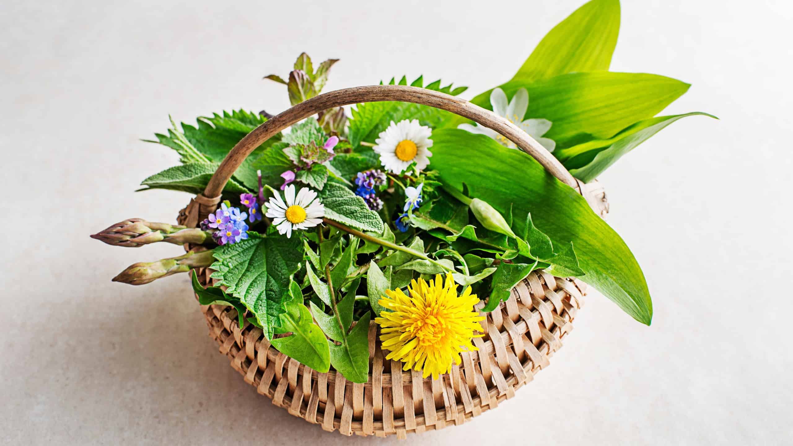 Spring basket background with flowers, herbs and plants. Wild garlic, nettle, dandelion and other medicinal herbs and wild edible plants growing in early spring.