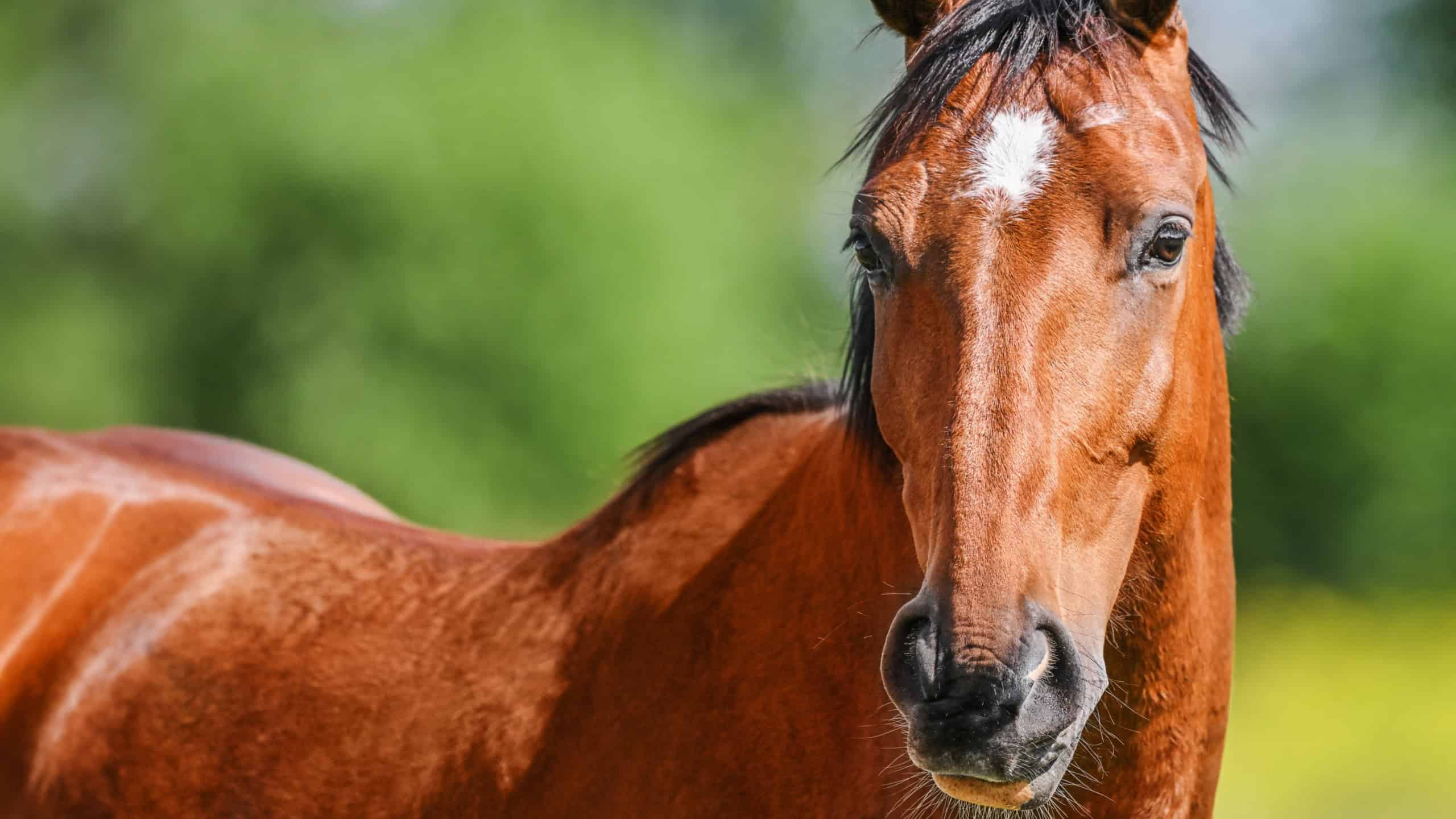 Brown horse portrait on nature background