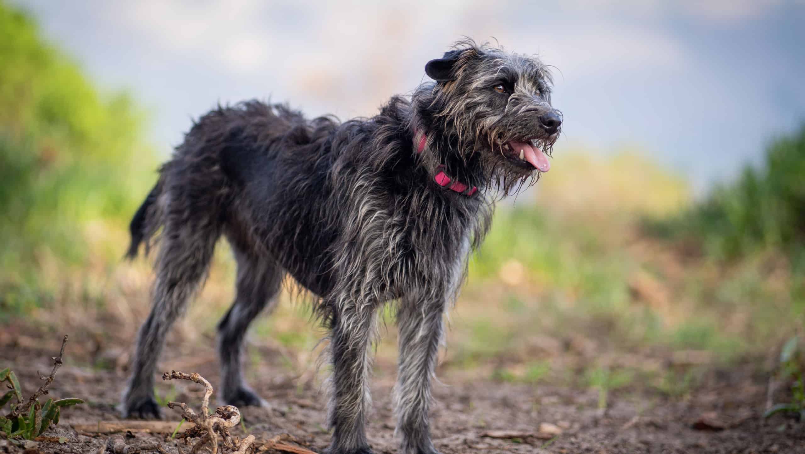 An Irish wolfhound smiling in the park on a dirt path with greenery in the background