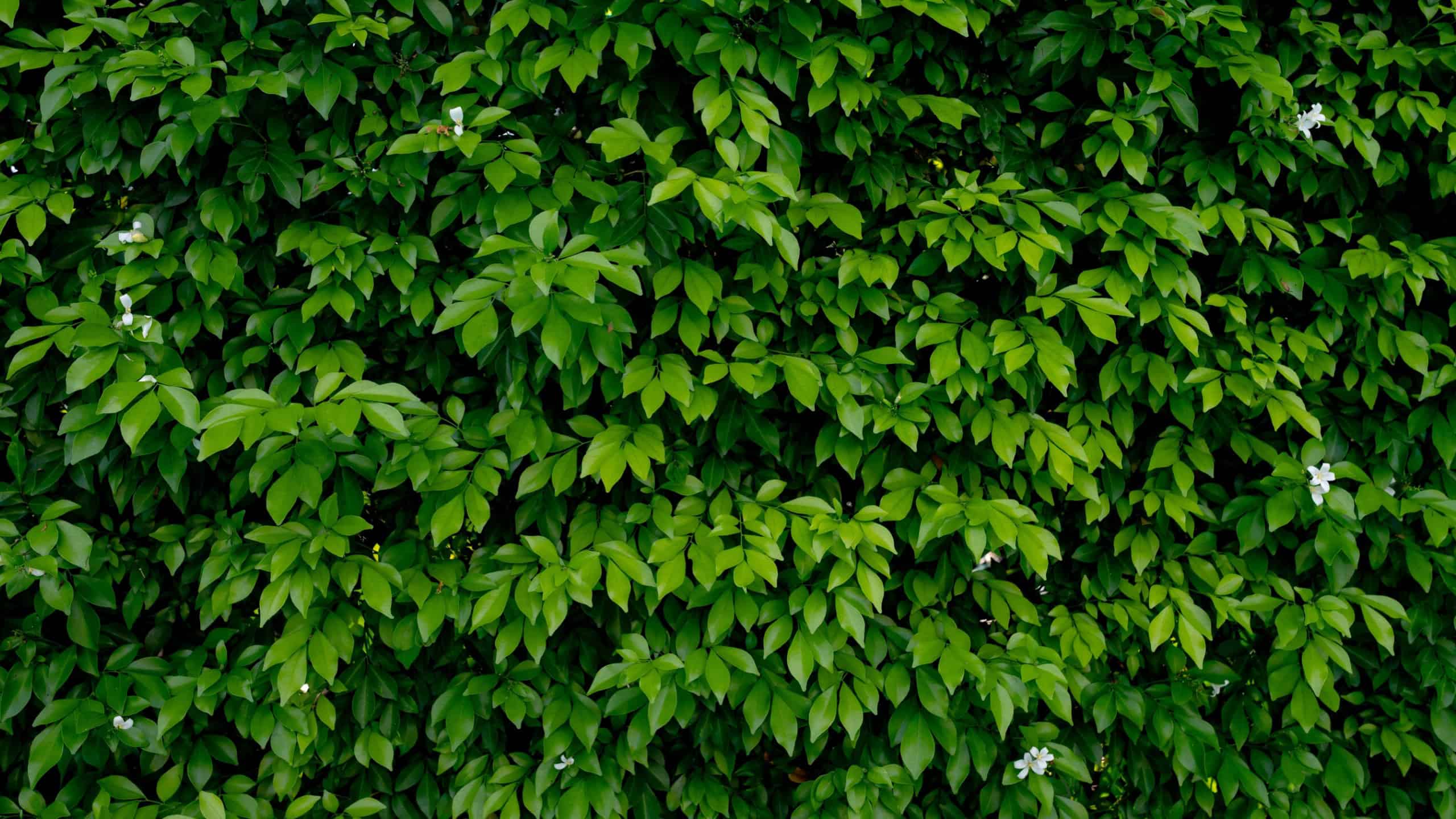 Small green leaves in hedge wall texture background. Closeup green hedge plant in garden. Eco evergreen hedge wall. Natural backdrop. Beauty in nature. Green leaves with natural pattern wallpaper.
