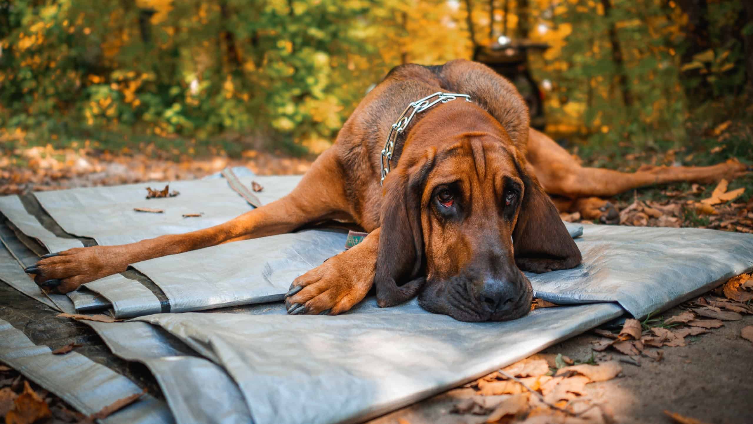 A closeup of an adorable Bloodhound resting in a park