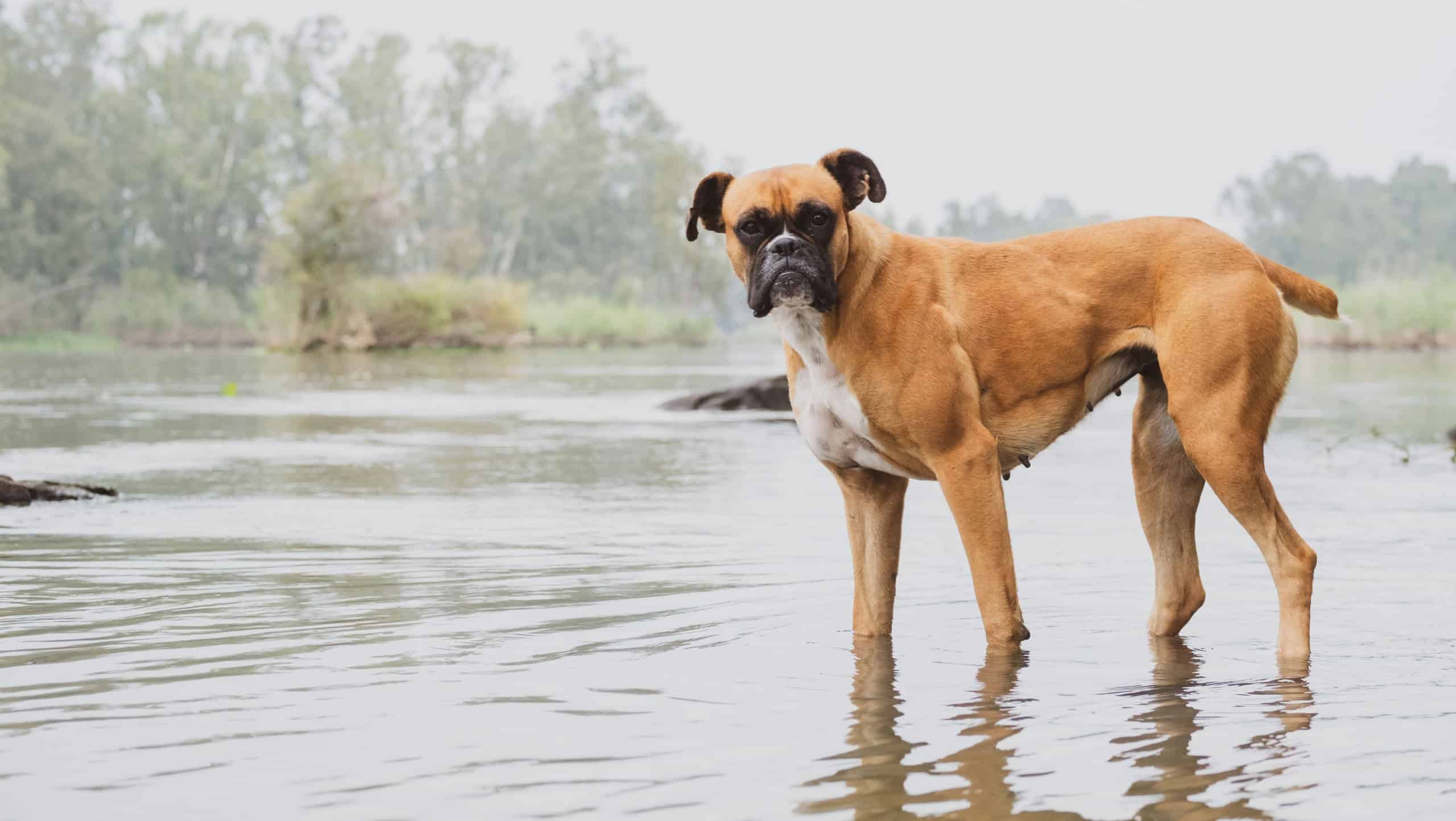 A closeup of a Bullmastiff guard dog on the beach staring at the camera