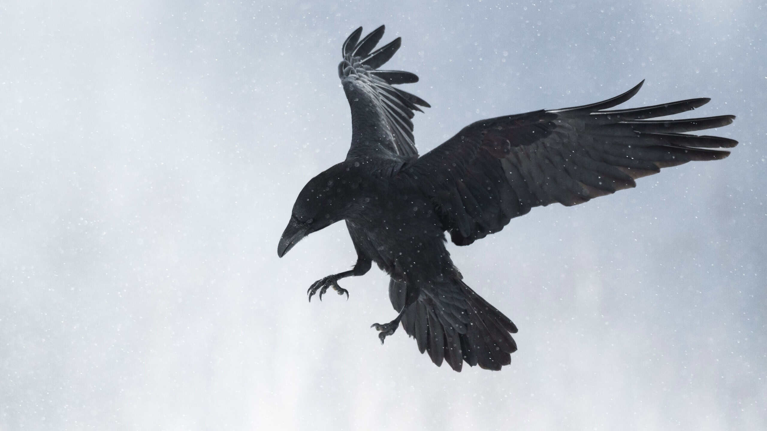 Flying black raven