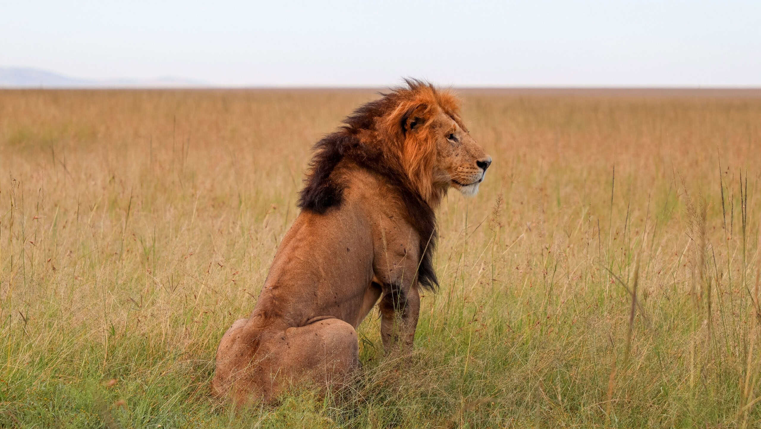 Majestic lion resting in the tall grass of the African savannah, enjoying the warm sunset light