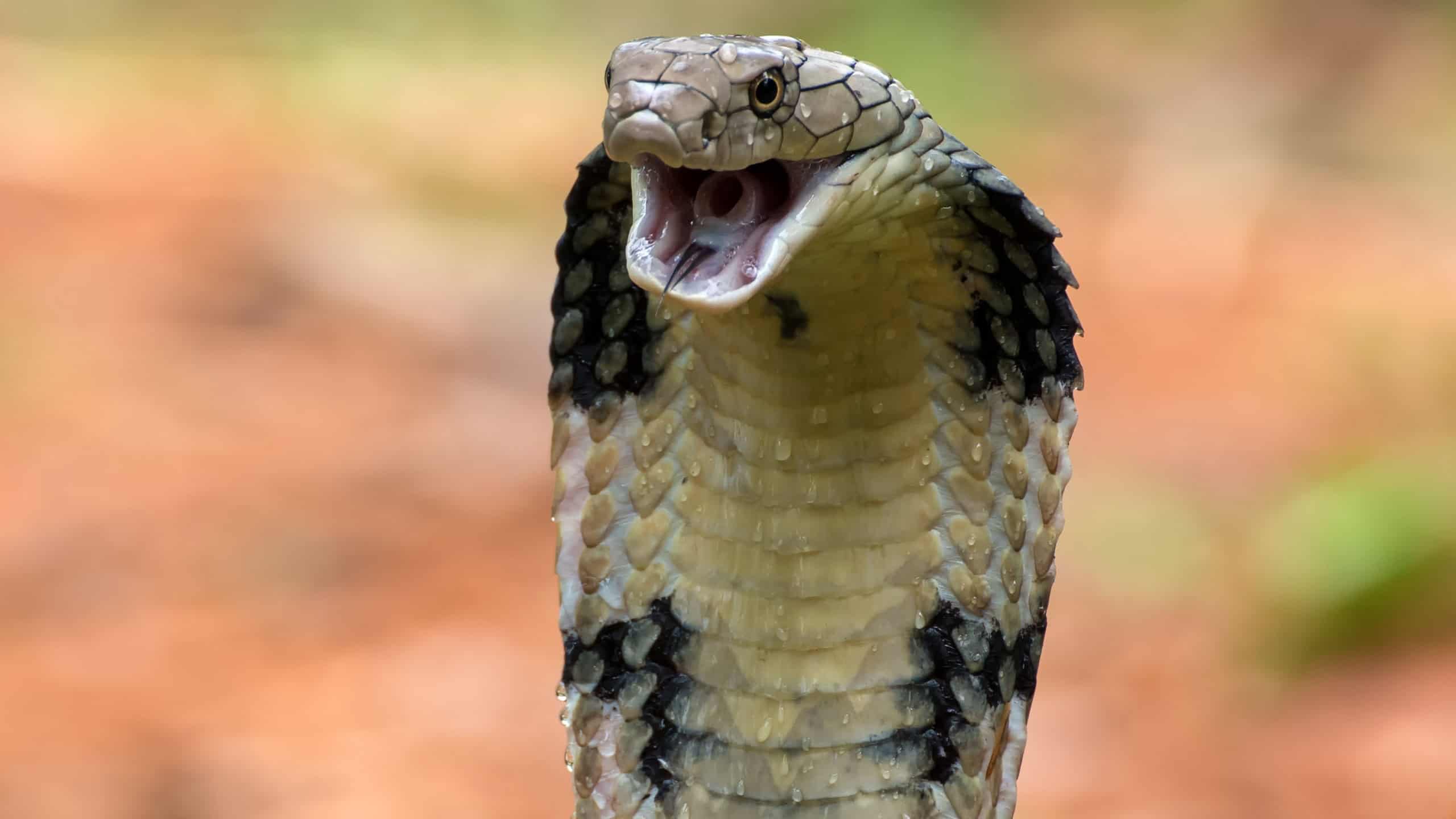 Dangerous king cobra ready to attack