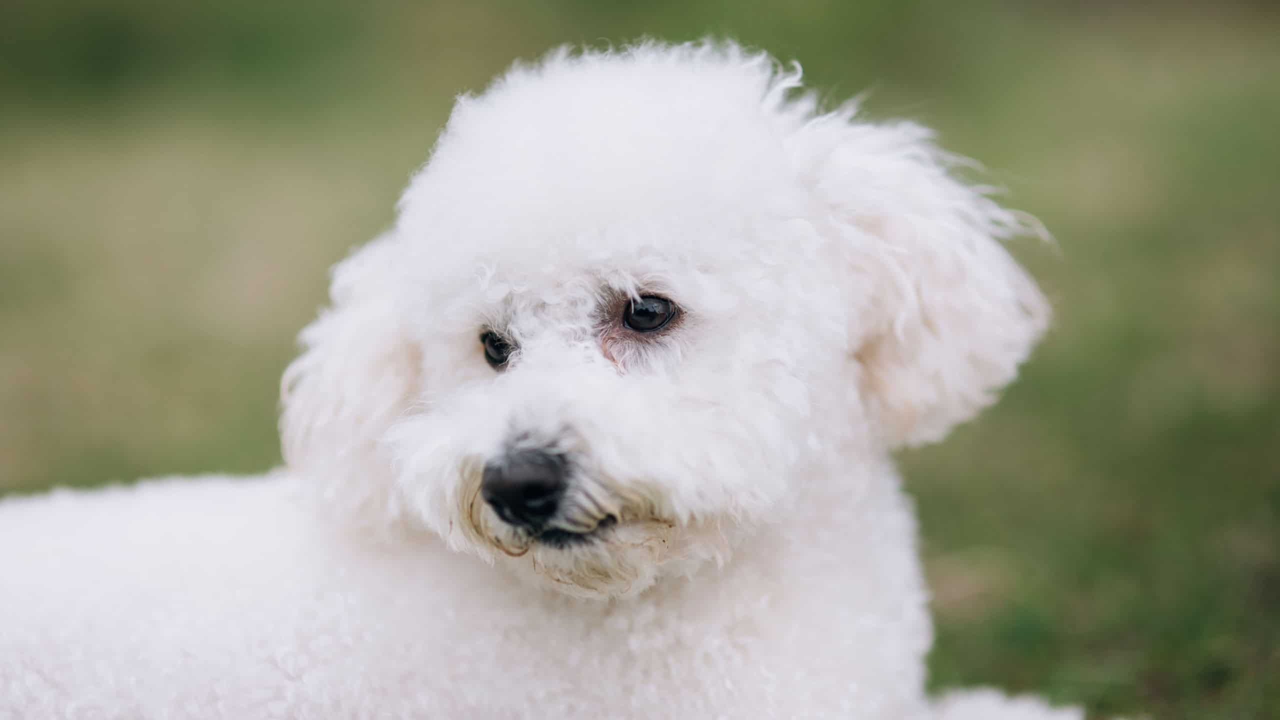 Portrait of a beautiful Malteser bichon frise dog.